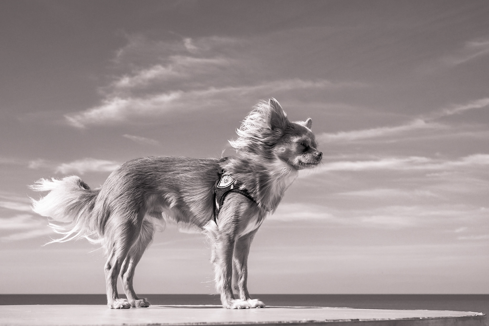 Chihuahua Bowie - In the wind