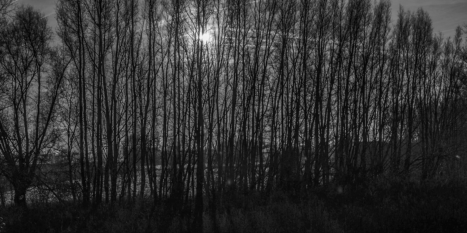 Black and white line of trees breaking the sun