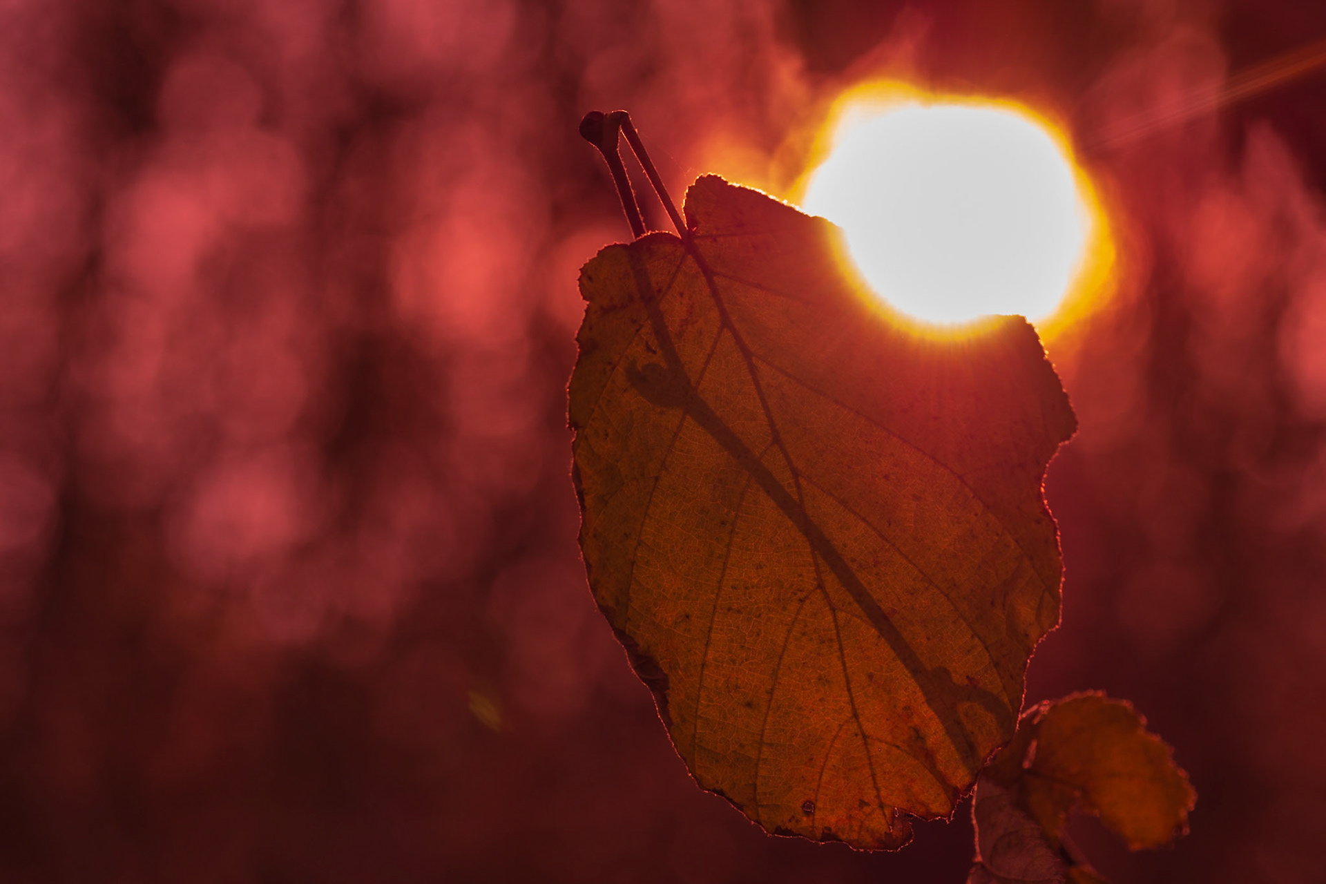 Sun burning throug a leaf with twig shadow