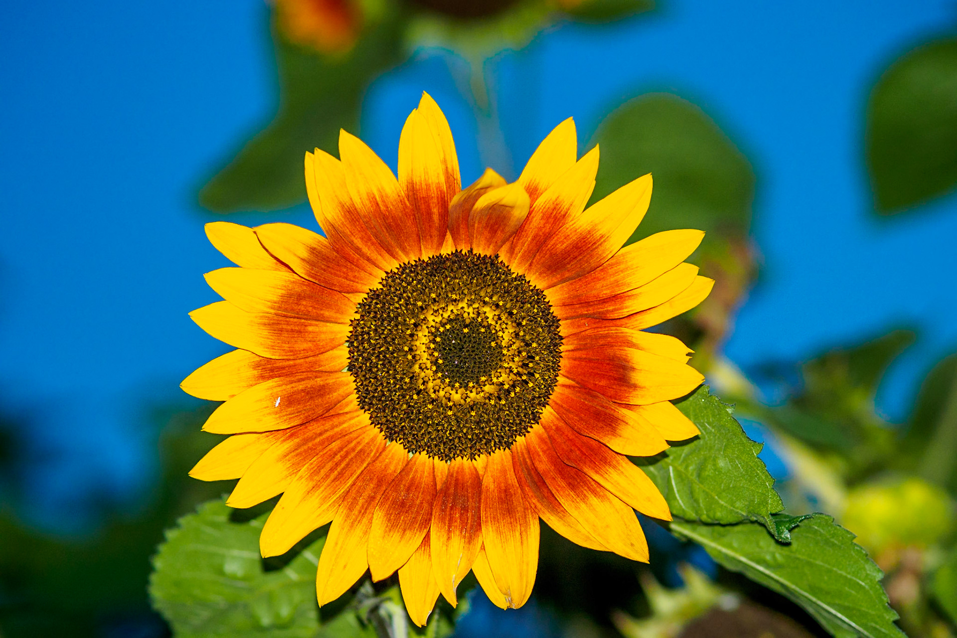 Sunflower head in the evening