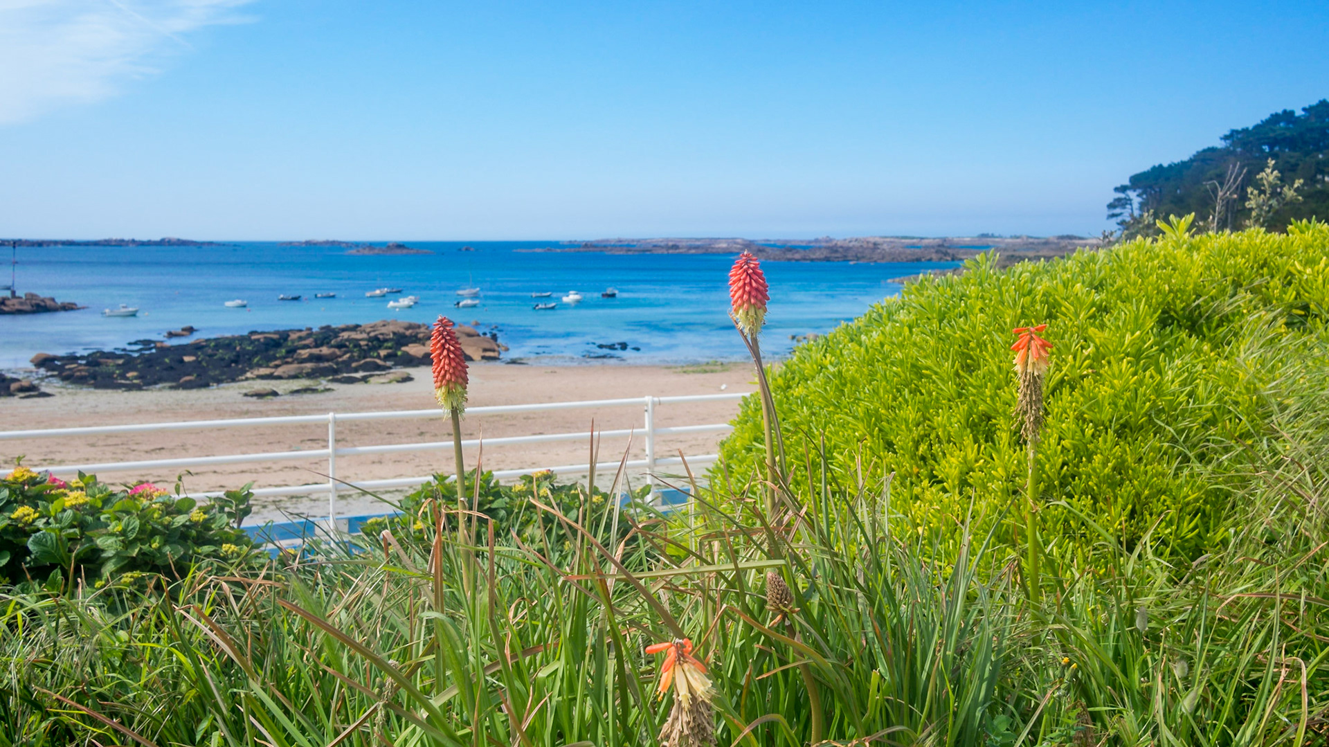 Flower from the Kniphofia genus, probably the Uvaria species, also known as Red Hot Poker. It originates in South Africa, but occurs throughout the world. This was shot in Trébeurden, Bretagne.