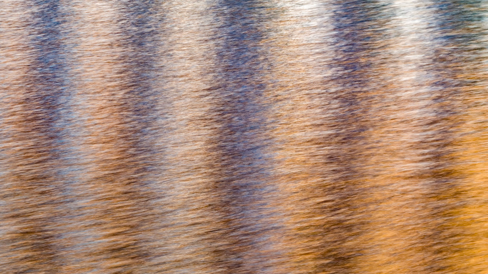 Blue stripes on golden  rippled water surface