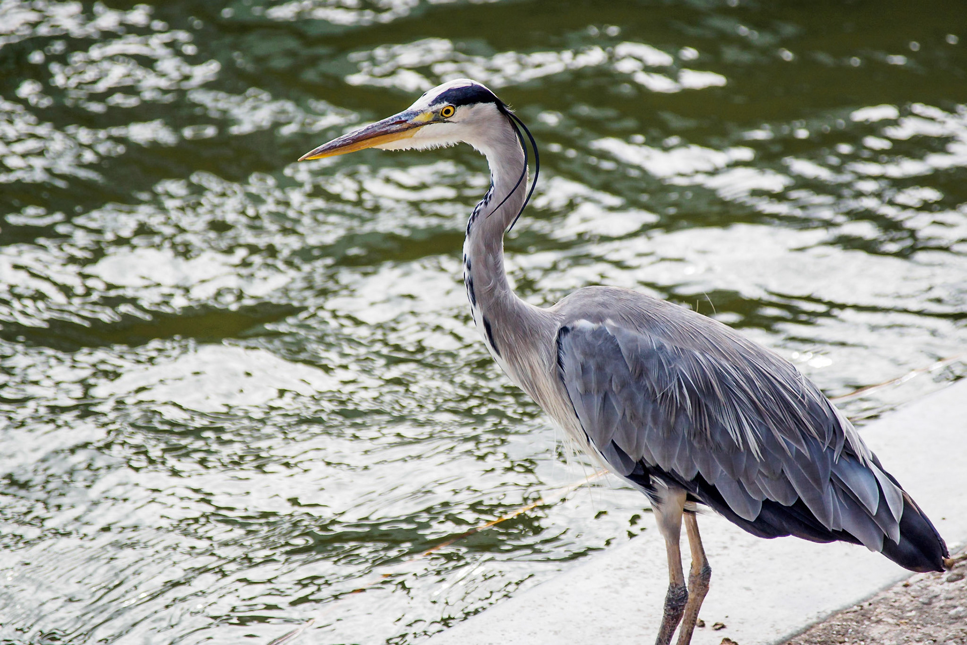 Eye to eye with a blue heron