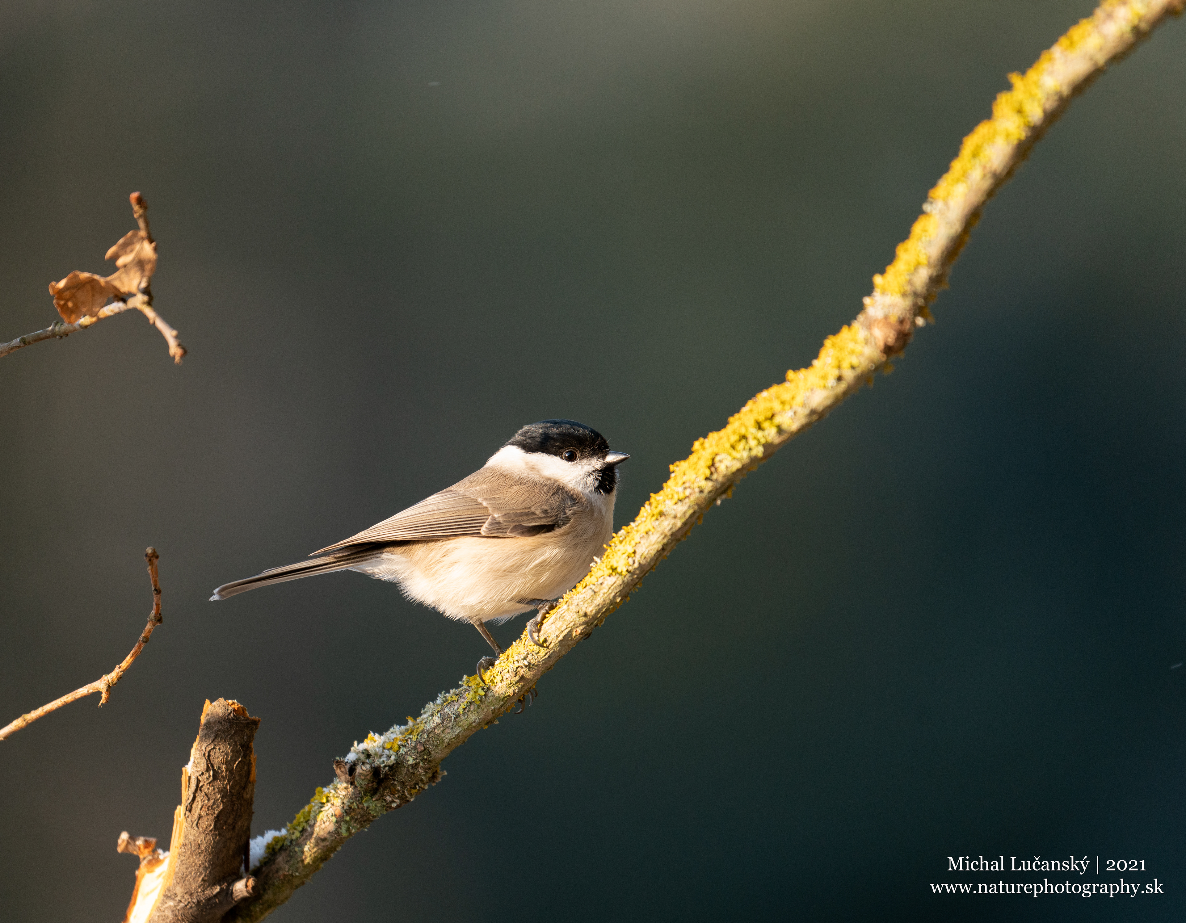 Sýkorka hôrna | Marsh tit |Poecile palustris