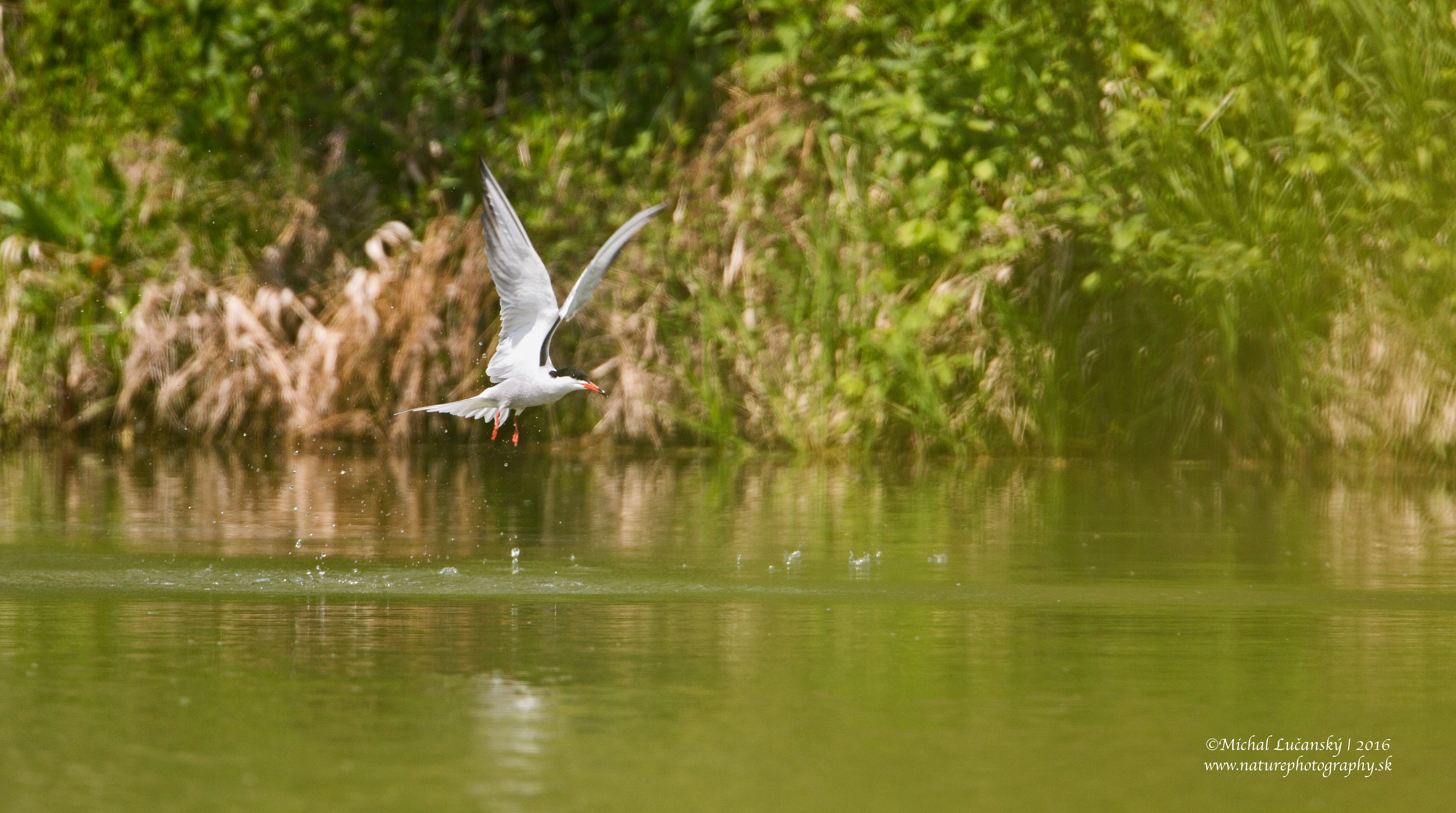 Canon EOS 5D Mark III + EF500mm f/4