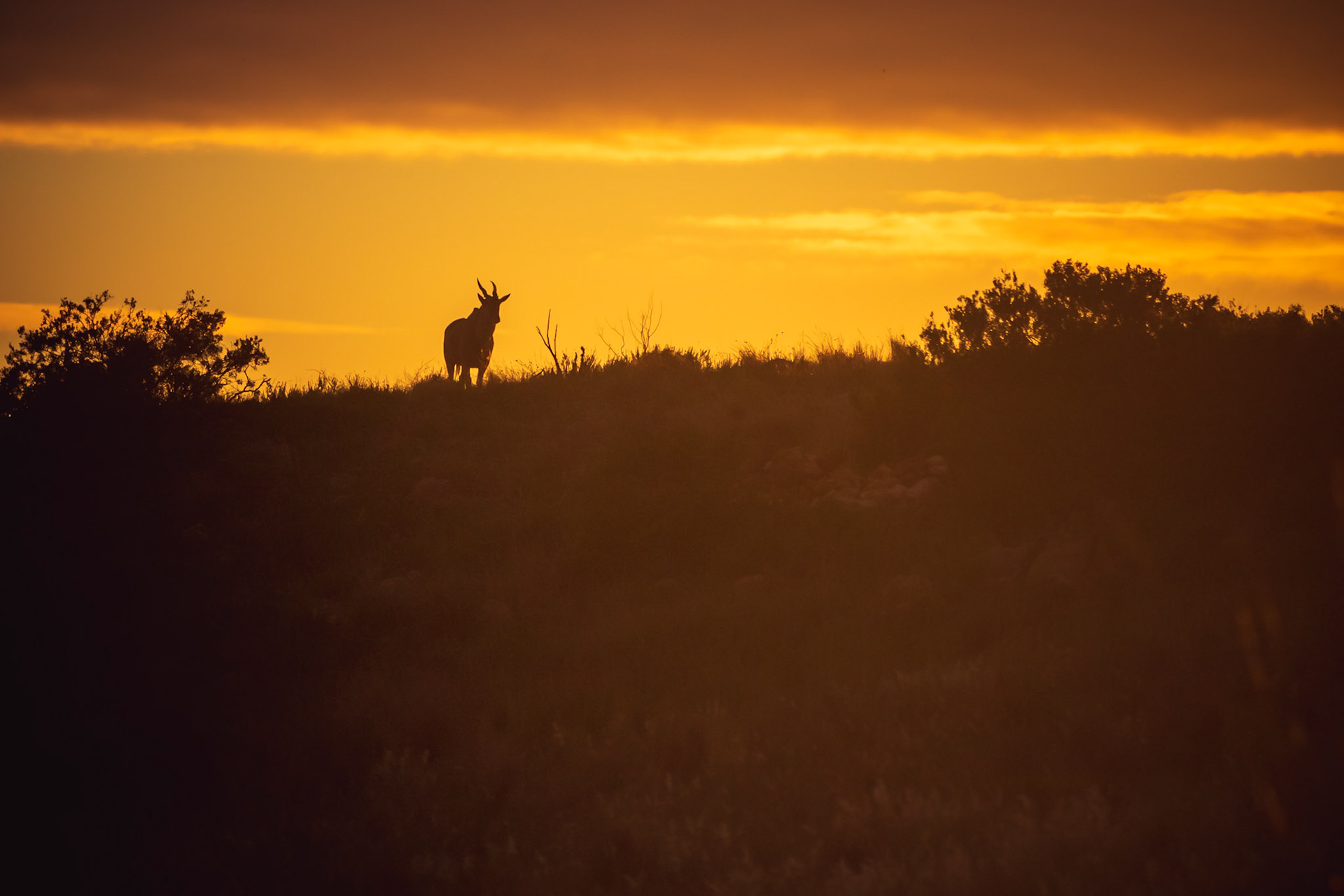 Early morning Eland Silhouette
