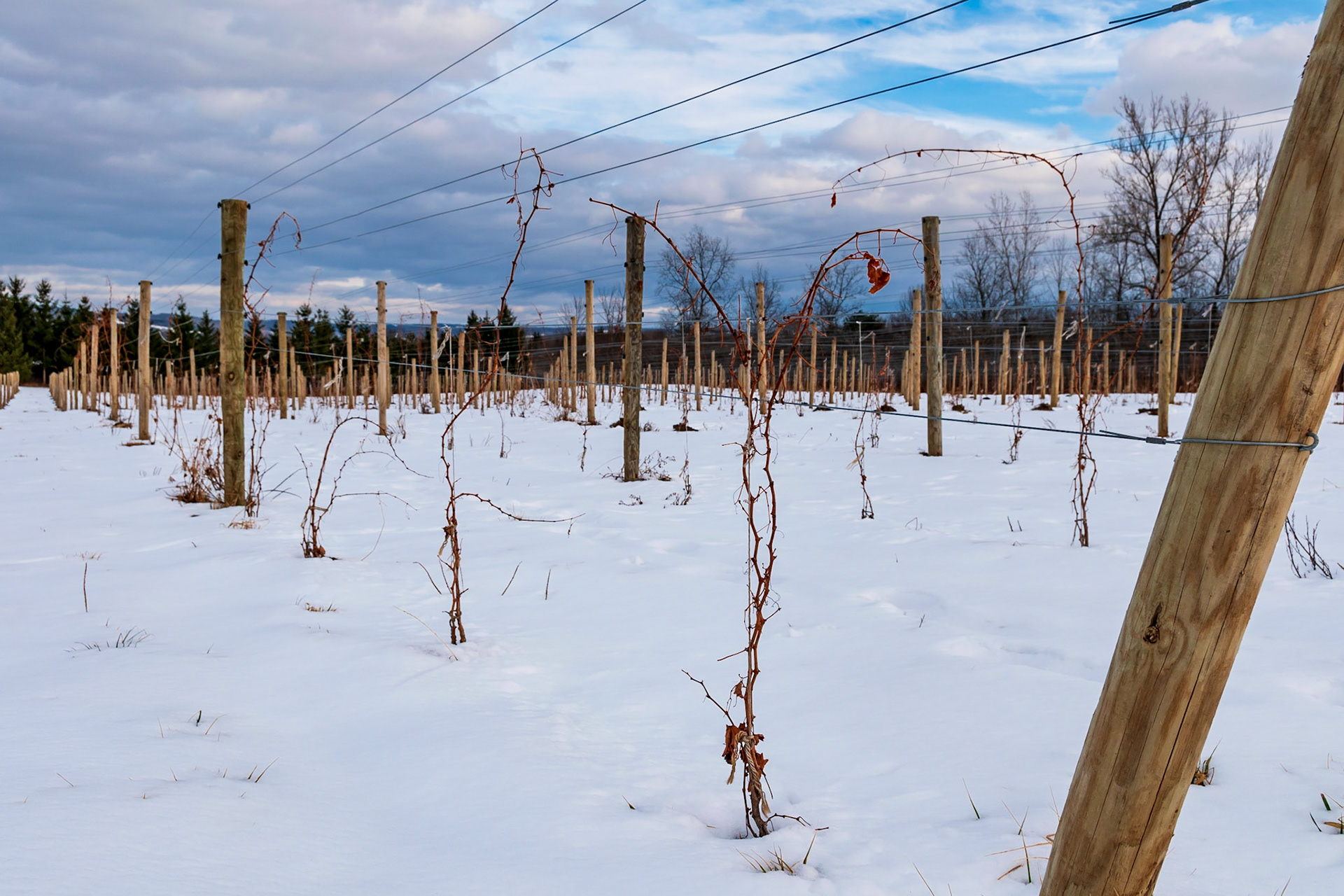 Young Vineyards in the Snow on Seneca Lake