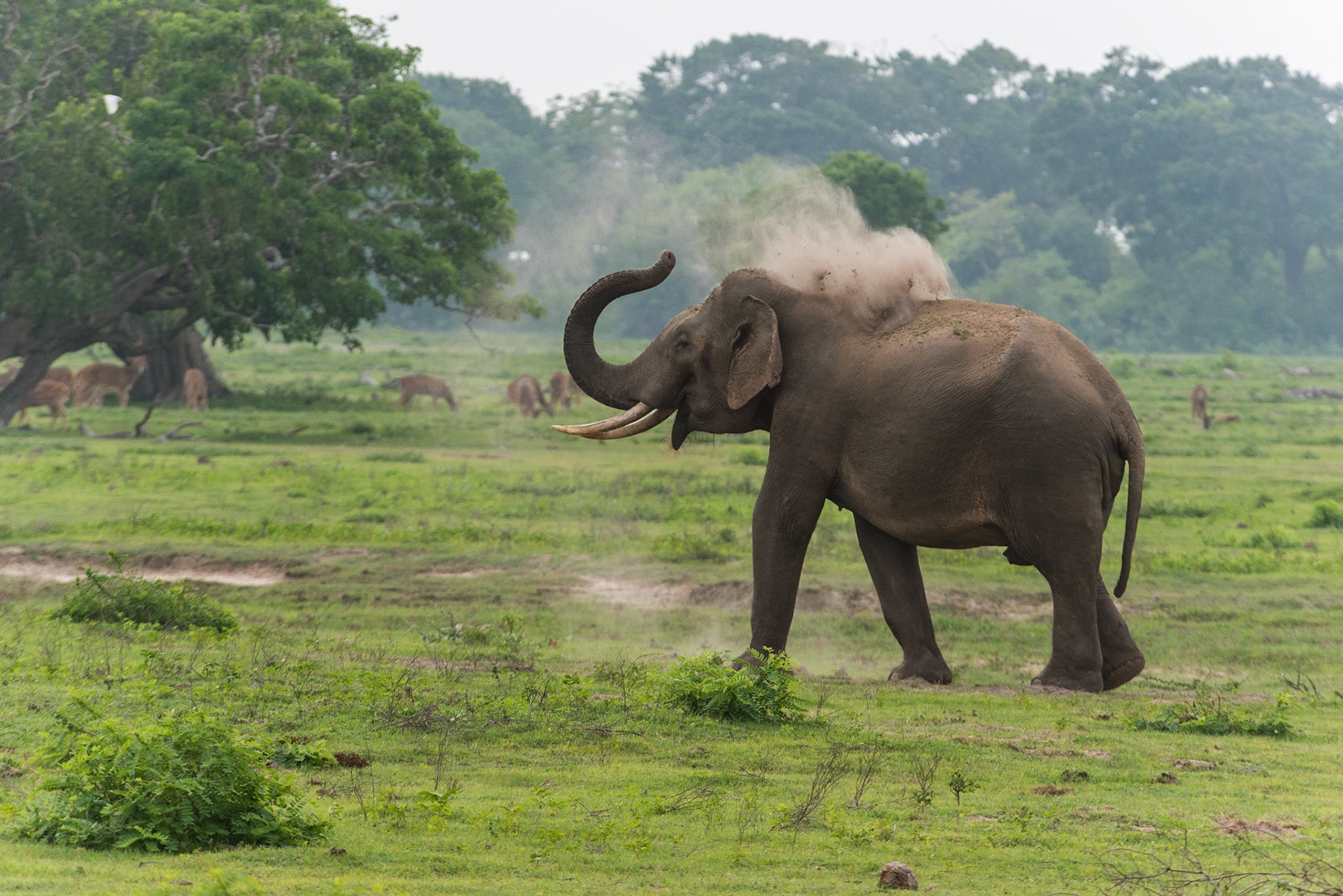 Sri Lanka, Yala National Park