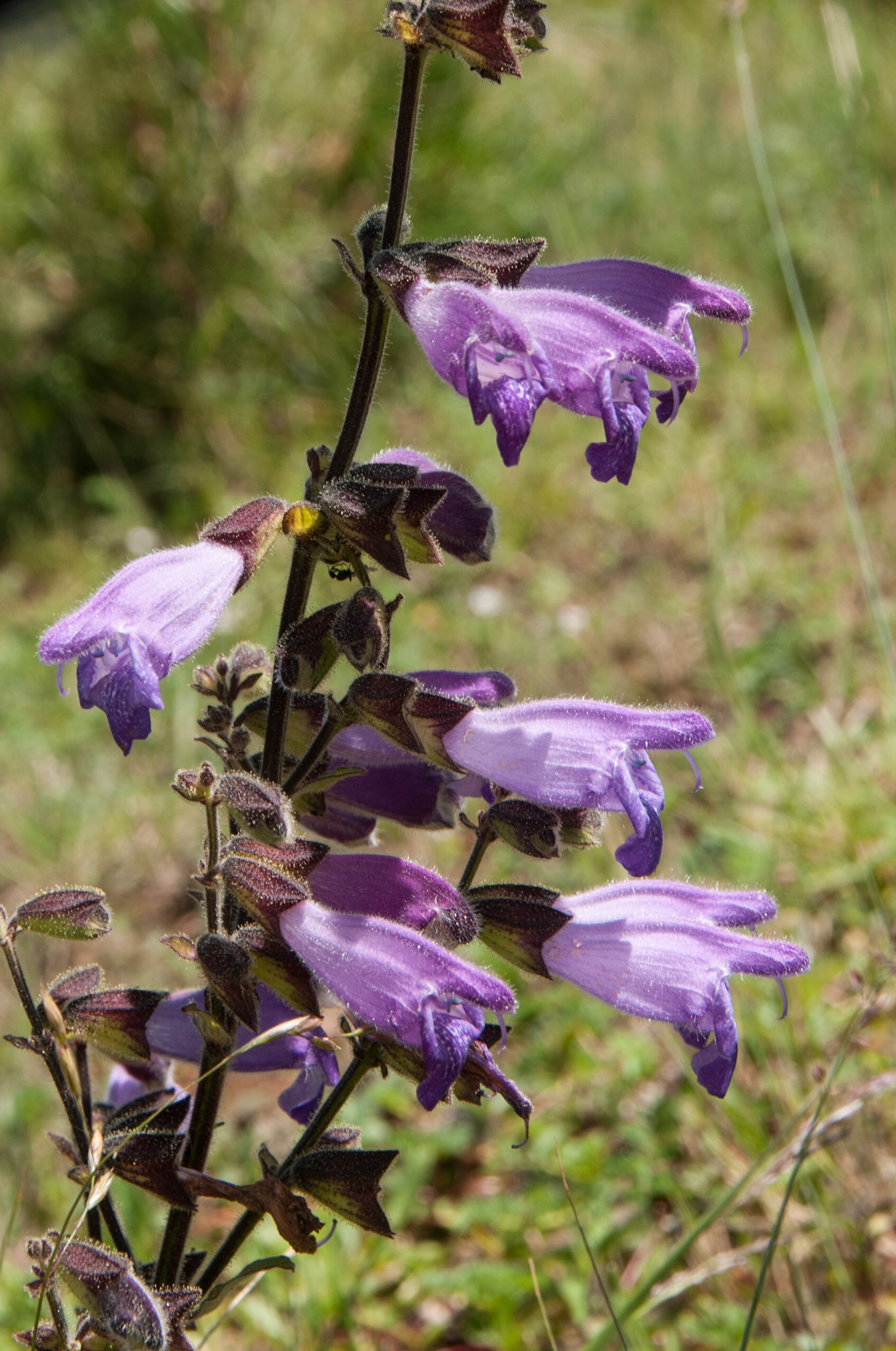 China, Eastern Tibet or Western Sichuan, also krown as Kham,