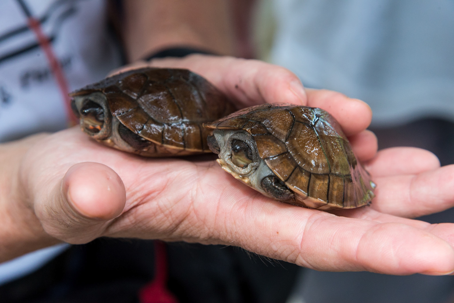 The Philippines, Palawan Island