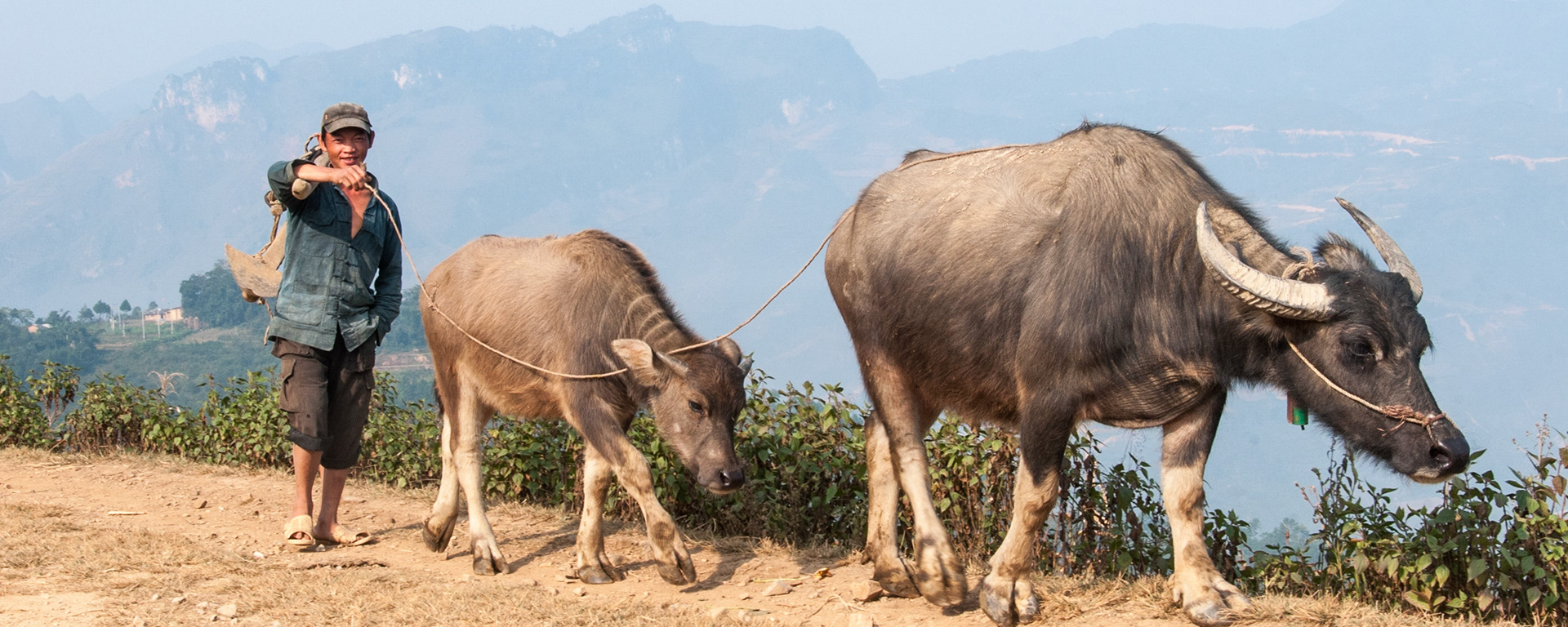 Vietnam, northern. A man is carrying a traditional wooden plough and is walking with a mother buffalo and a baby buffalo along a dirt road. In the background are steep limestone cliffs.