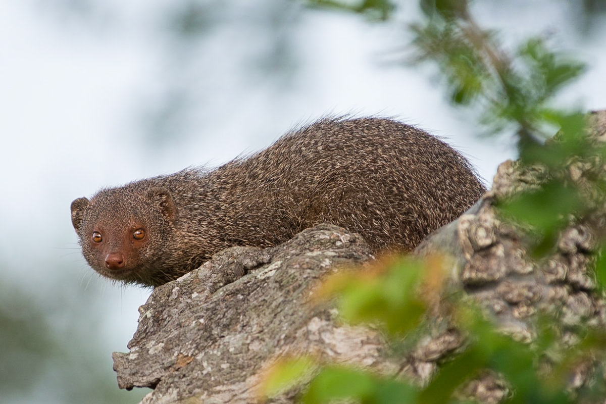 Sri Lanka, Yala National Park