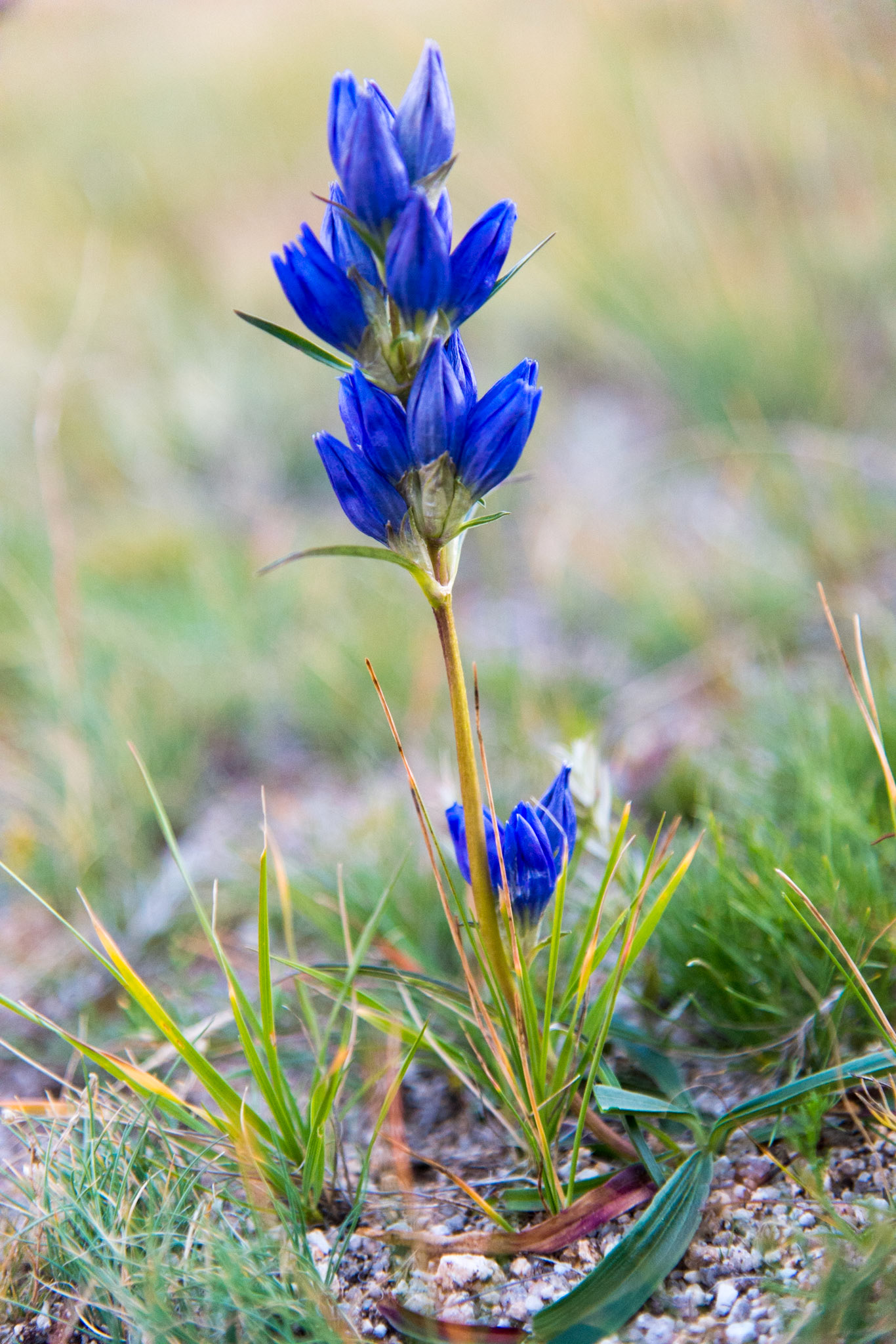 Mongolia, photos from a bicycle tour with Compass Rose Expeditions
