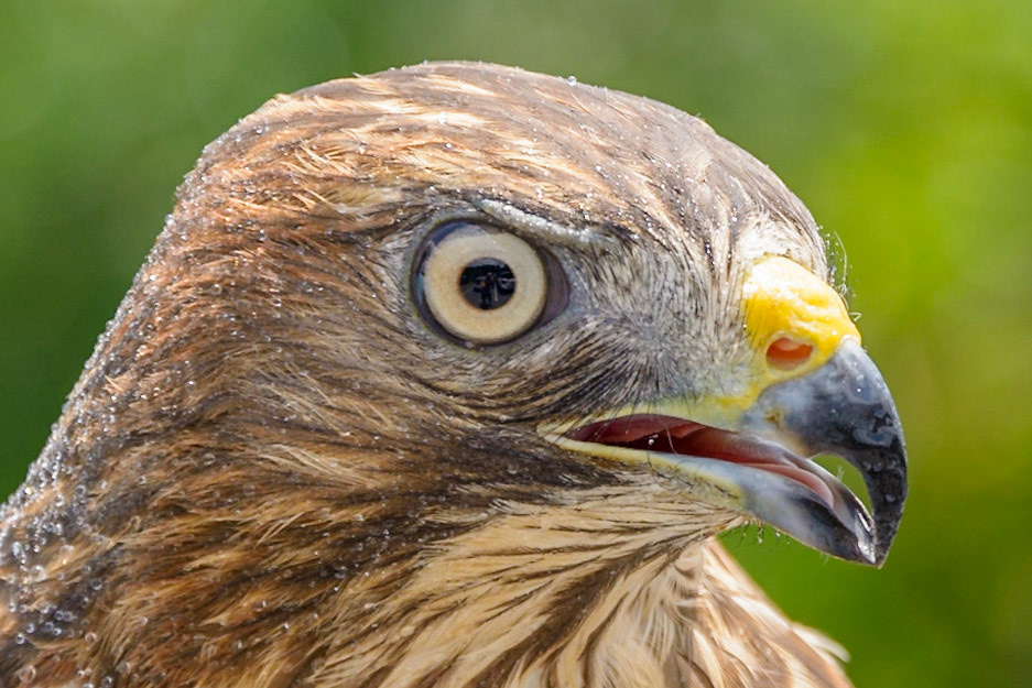 Red Tailed Hawk