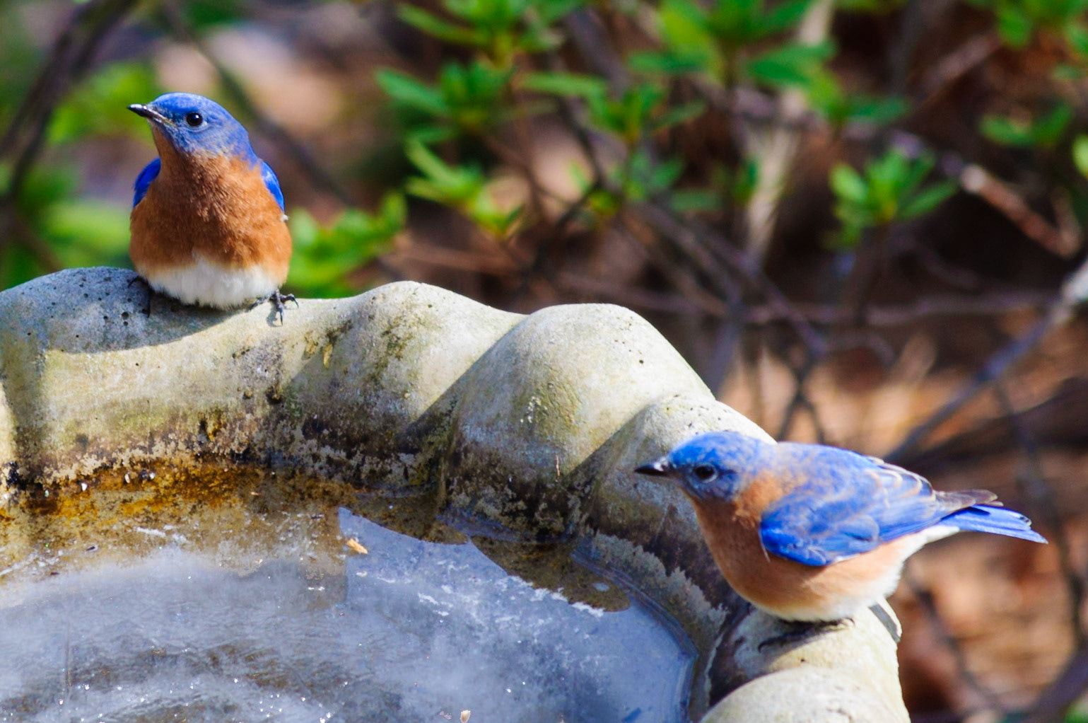 Eastern Bluebird