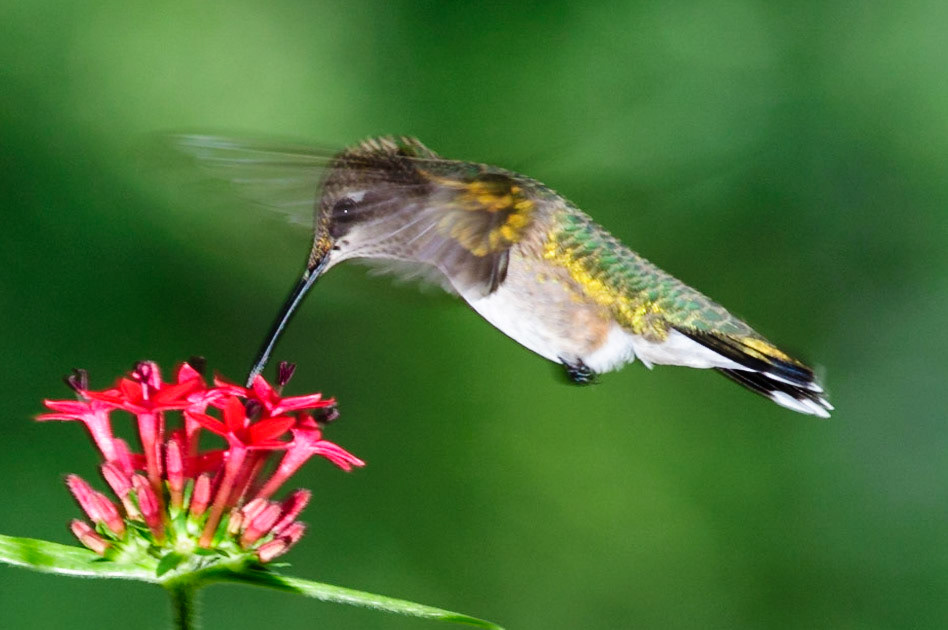 Ruby Throated Hummingbird