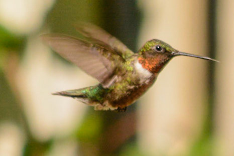 Ruby Throated Hummingbird