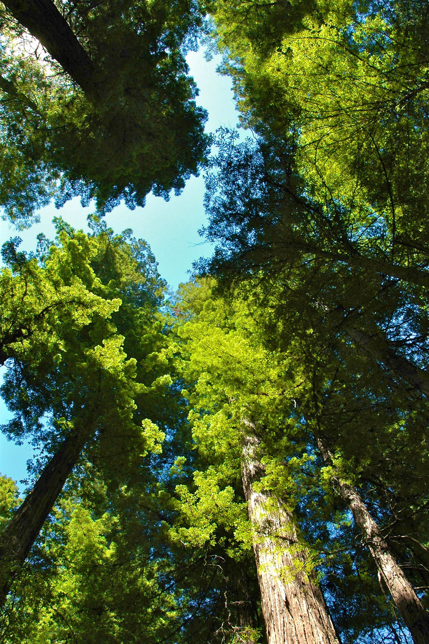 Looking up to the sky through coastal redwood trees at Armstrong Redwoods Park
