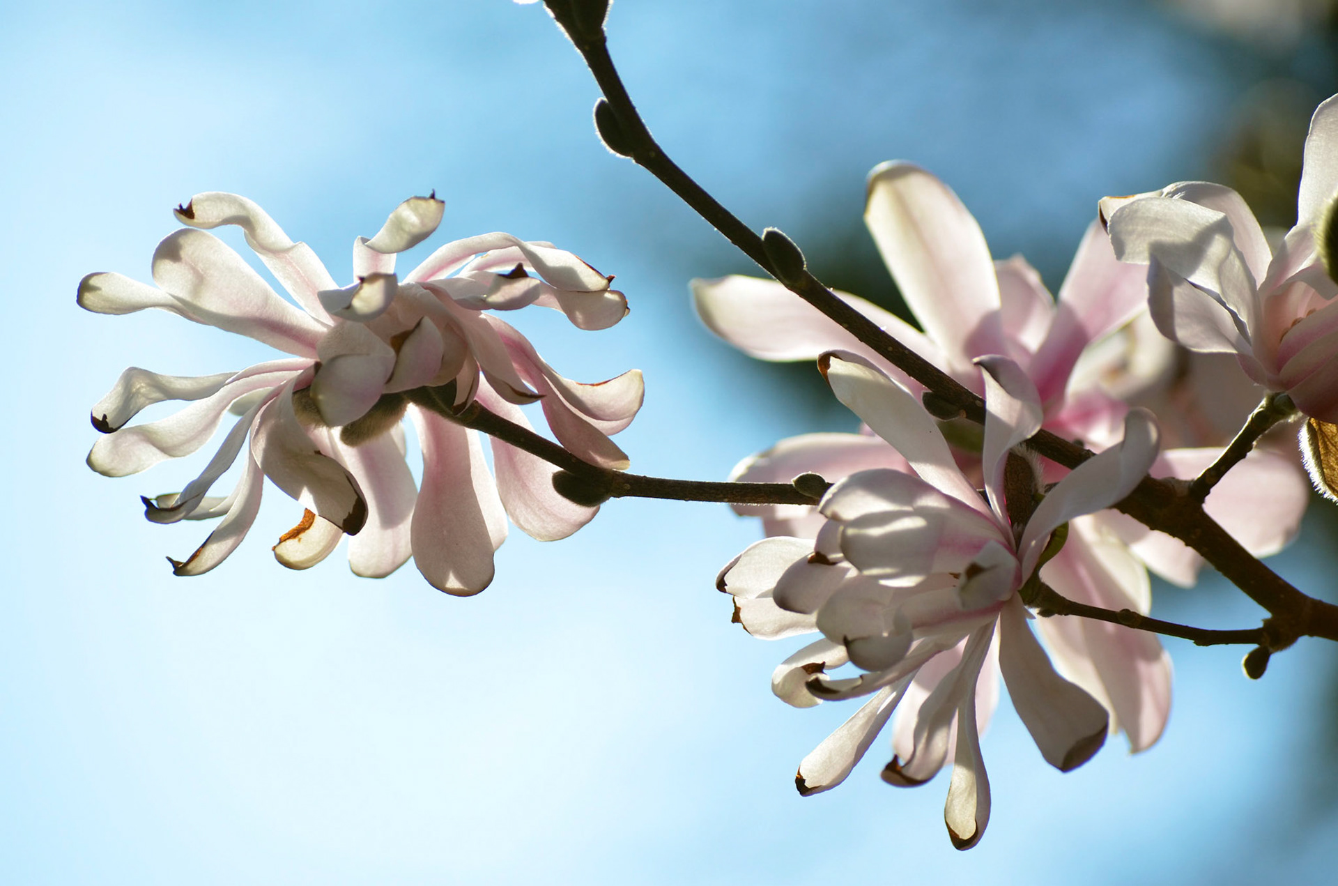 Magnolia Blossom in Reeves-Reed Arboretum, Summit NJ