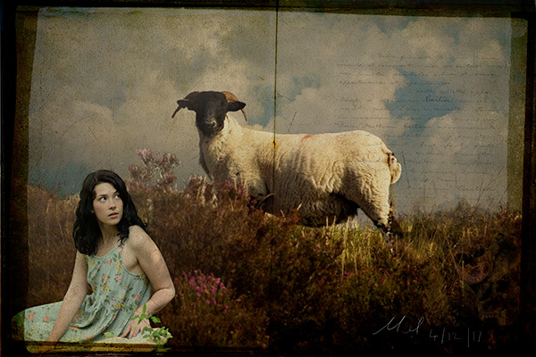 Feeling Sheepish