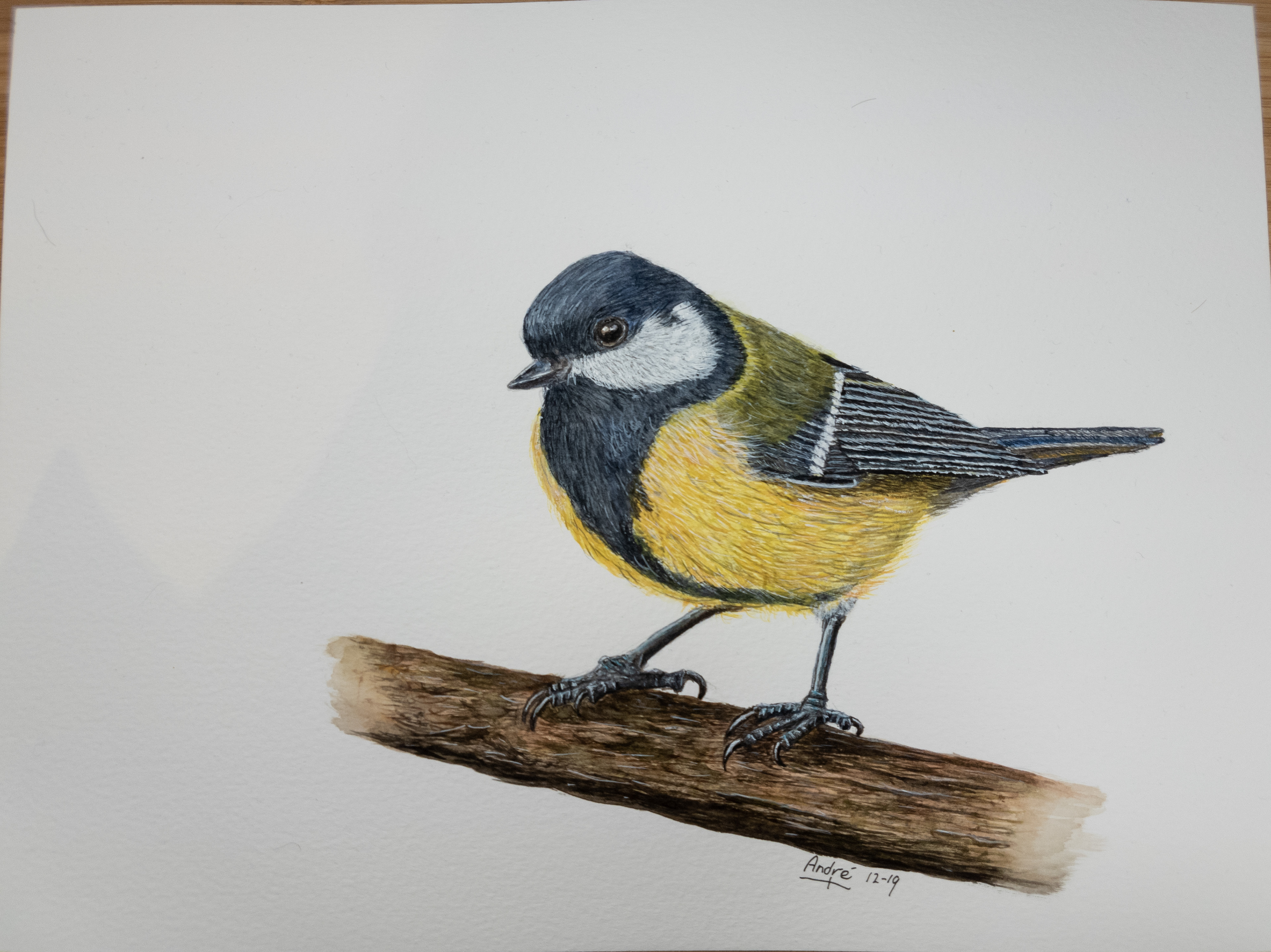 Great tit A4 (commision, own Pic)