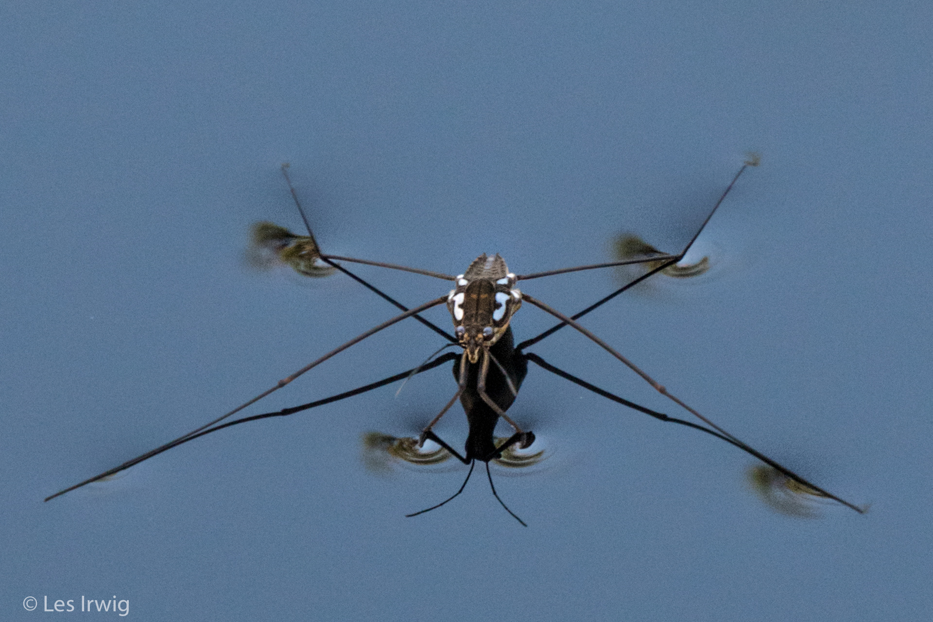 Les Irwig - Water Striders