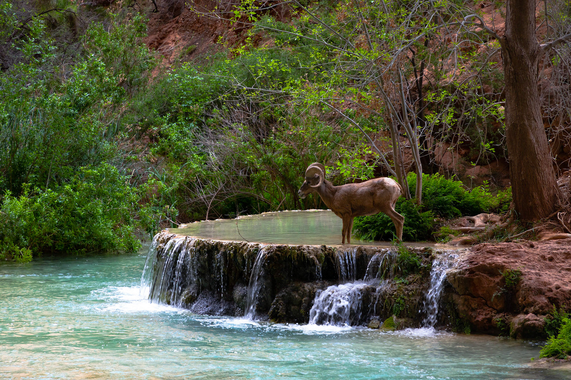 Shot at Havasupai Falls, Supai, AZ during my vacation.