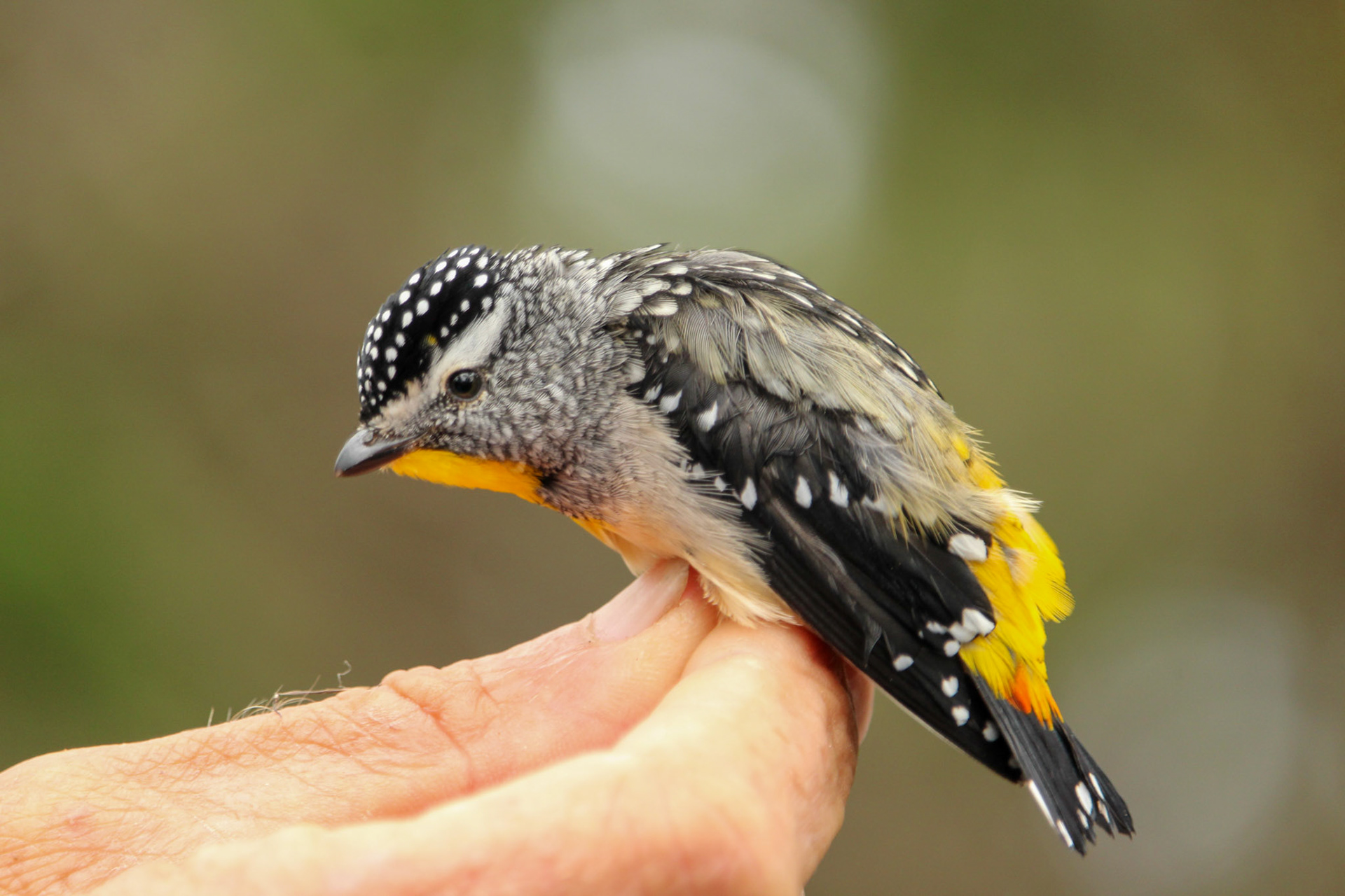 pardalotus punctatus
