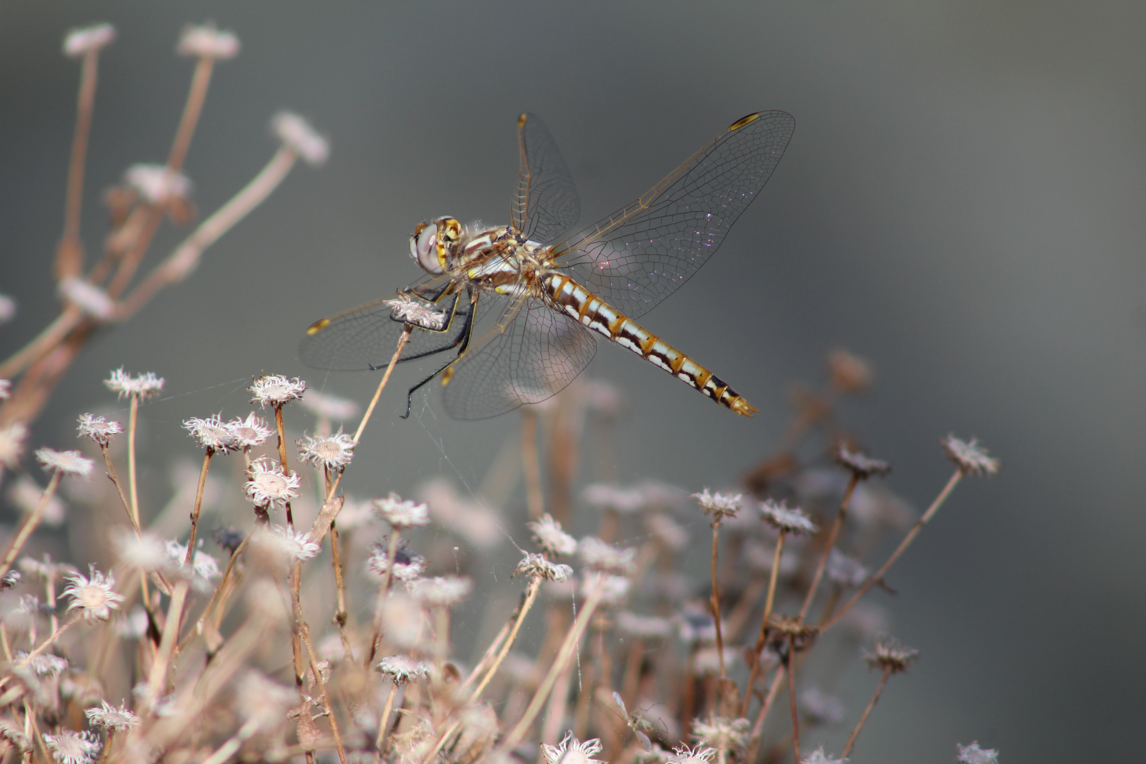 Blue Eyed Darner, Venice Canals 