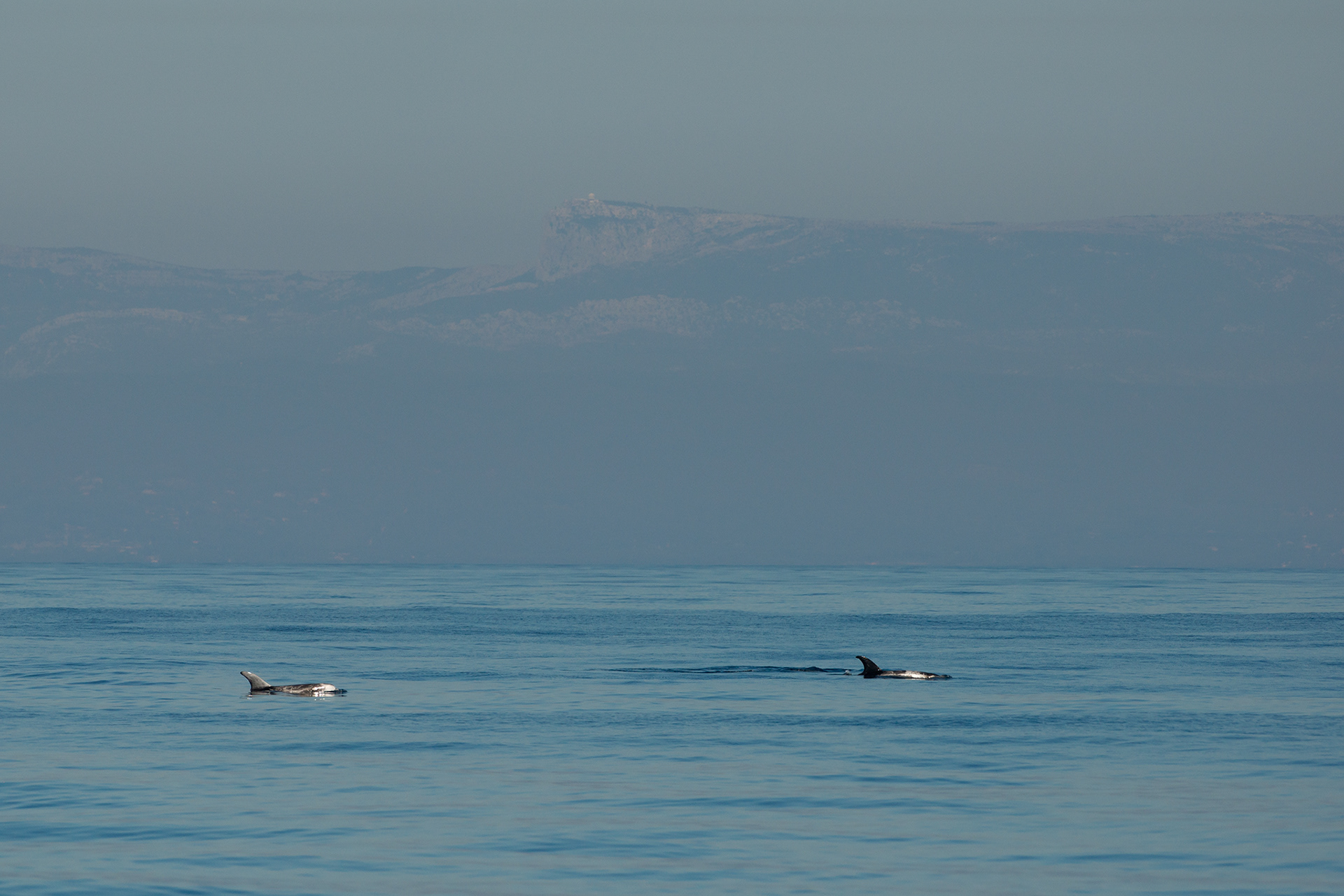 Risso's dolphin - Dauphin de Risso