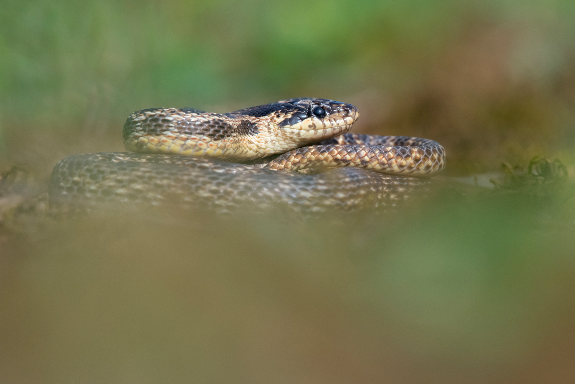 Elaphe urartica