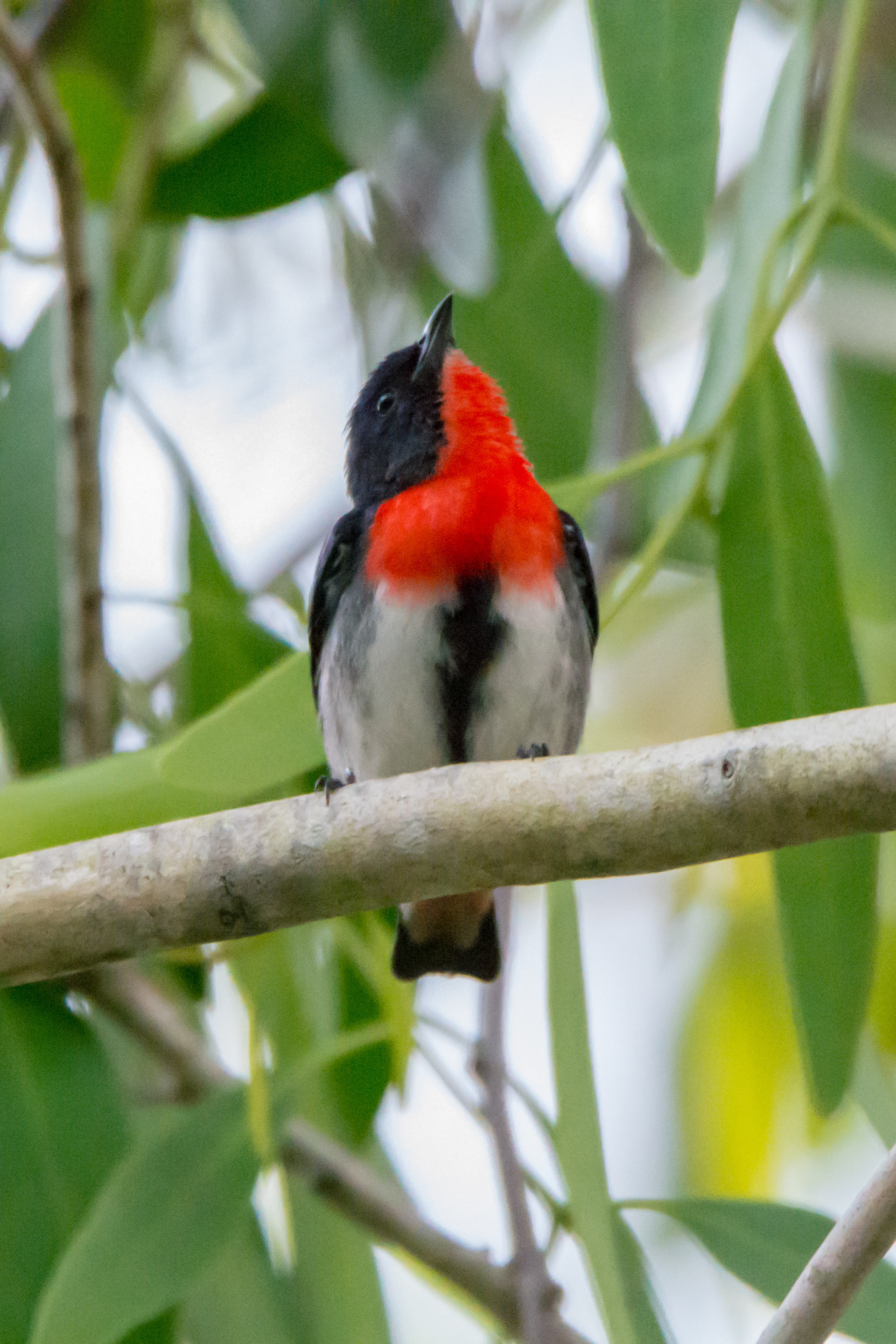 Flowerpeckers (Mistletoebird)