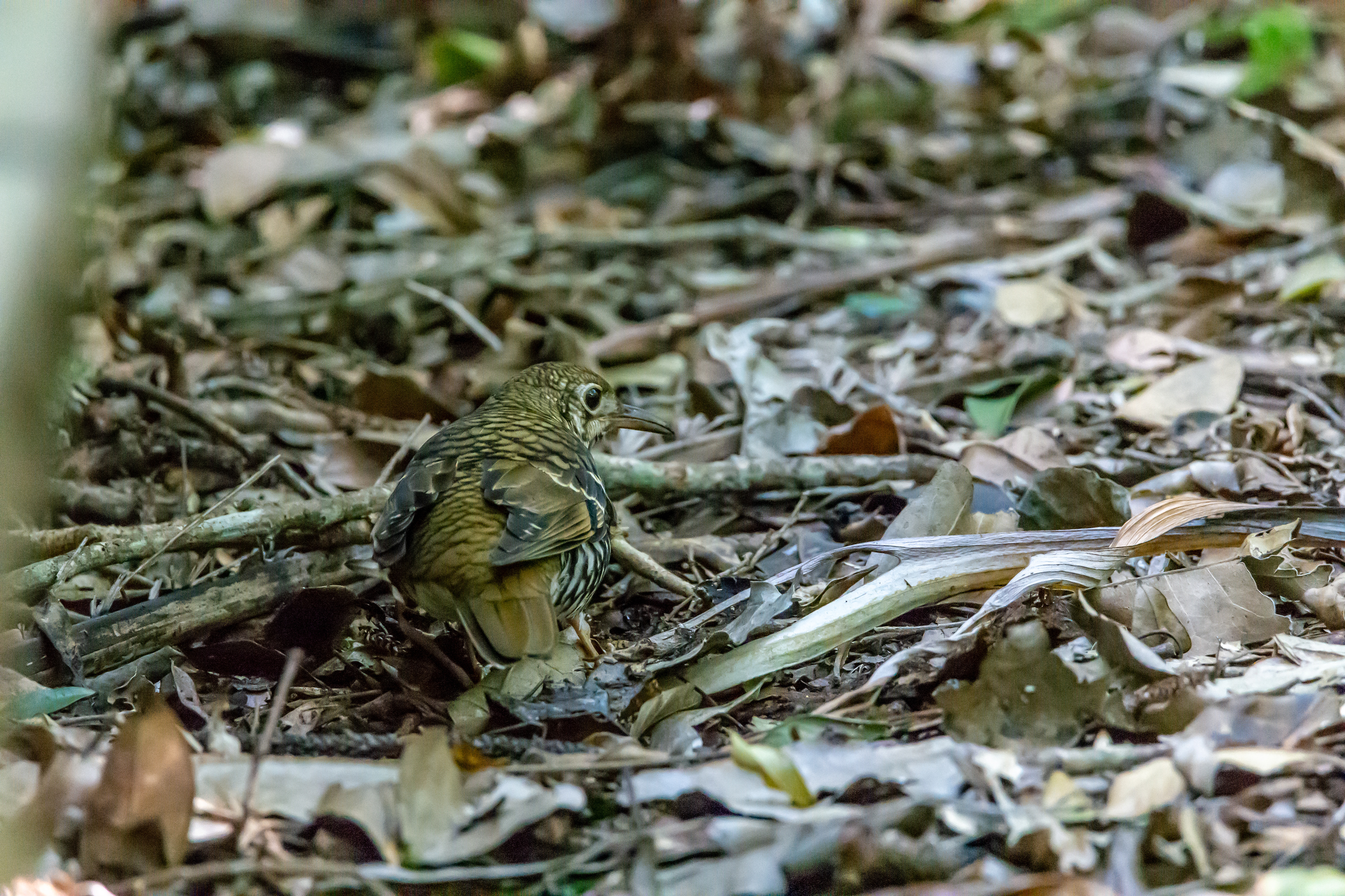 Thrushes (Russet-tailed thrush)
