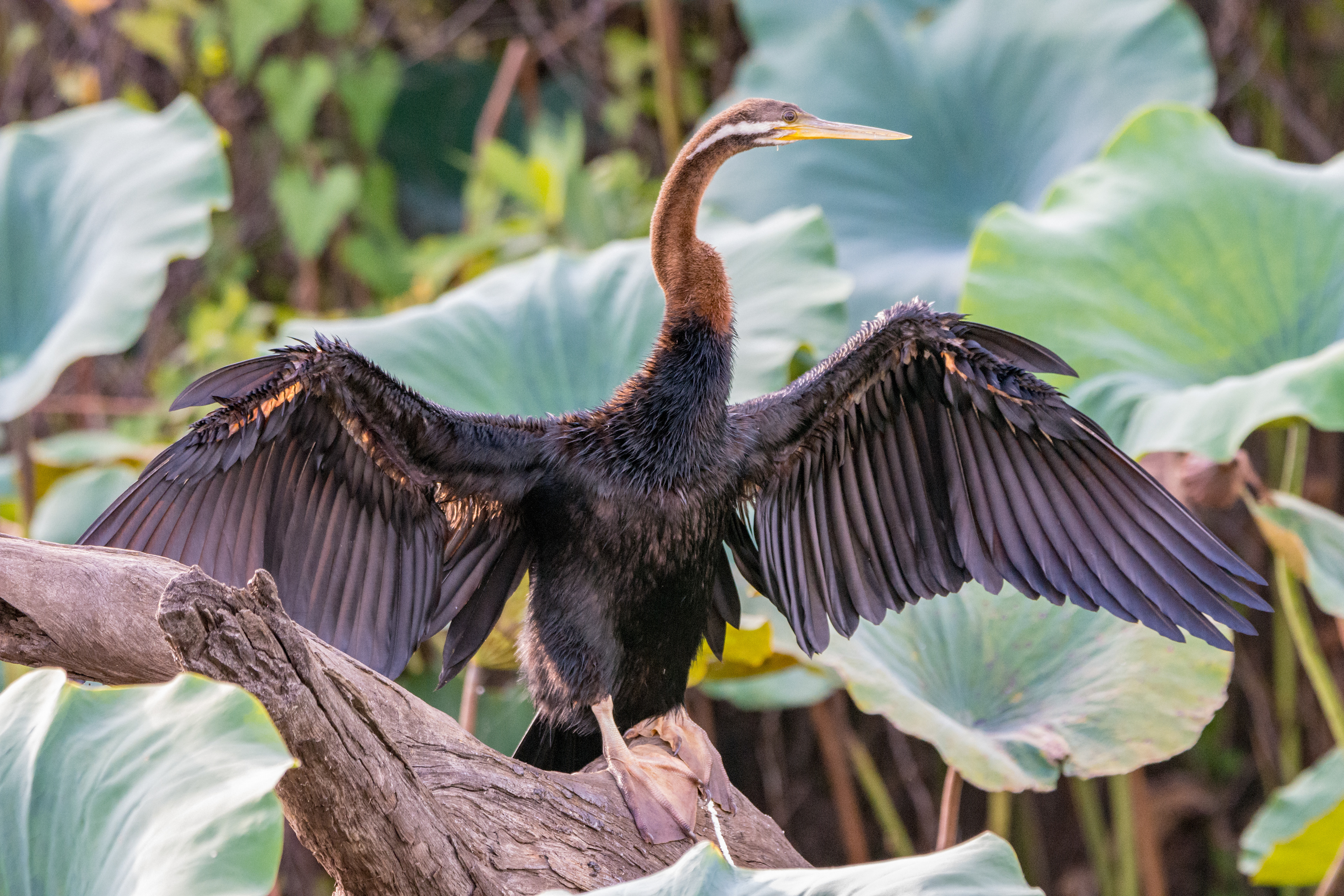 Darters (Australasian darter)