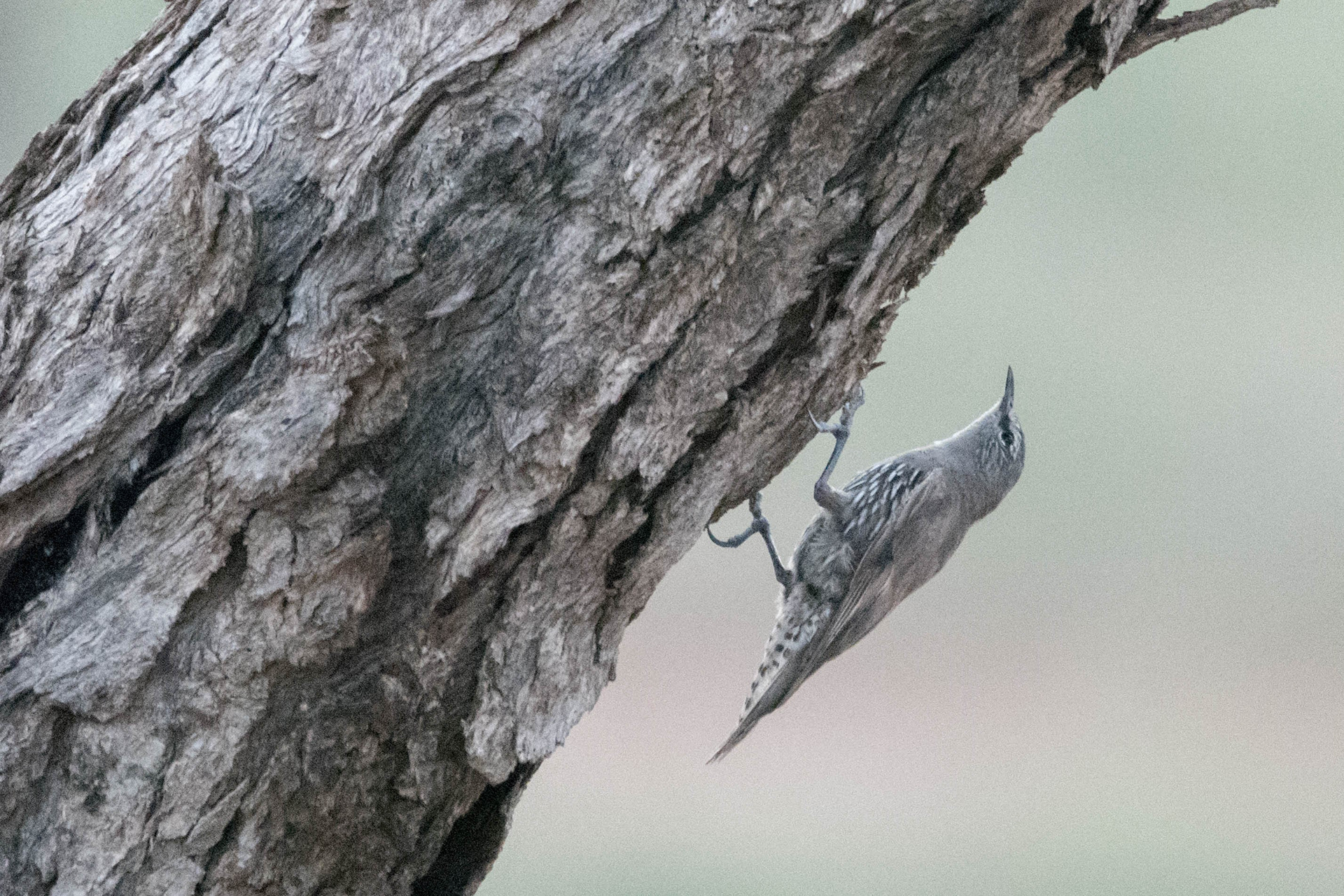 White-browed treecreeper