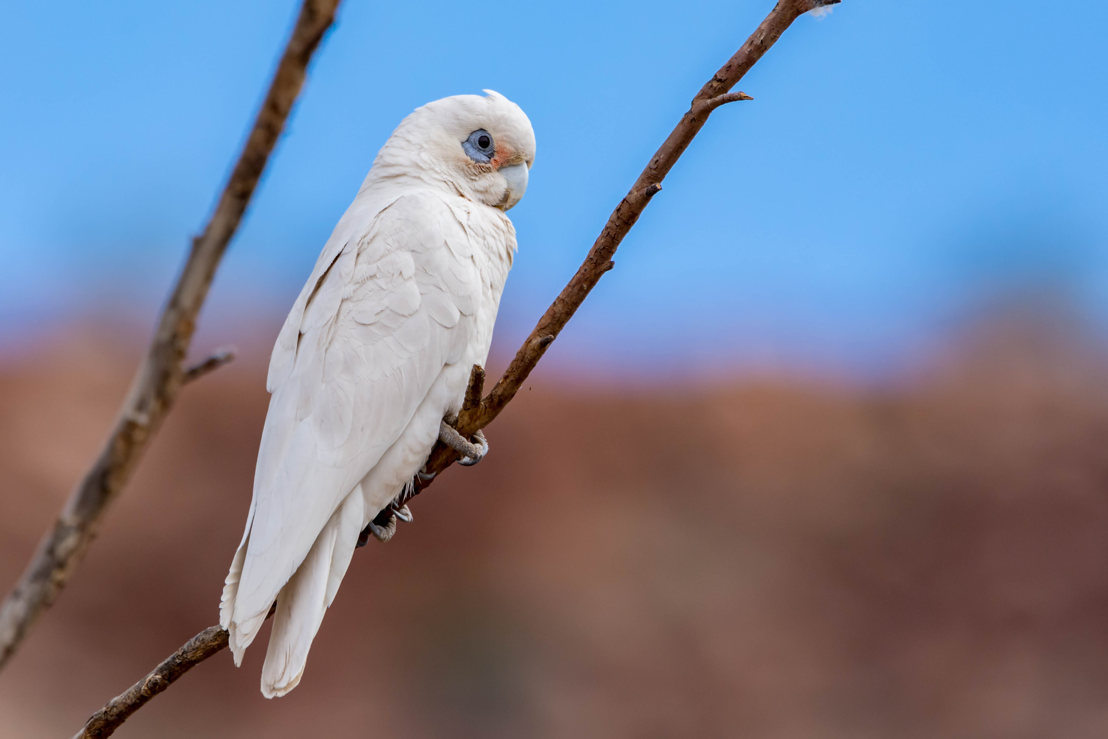 Little corella