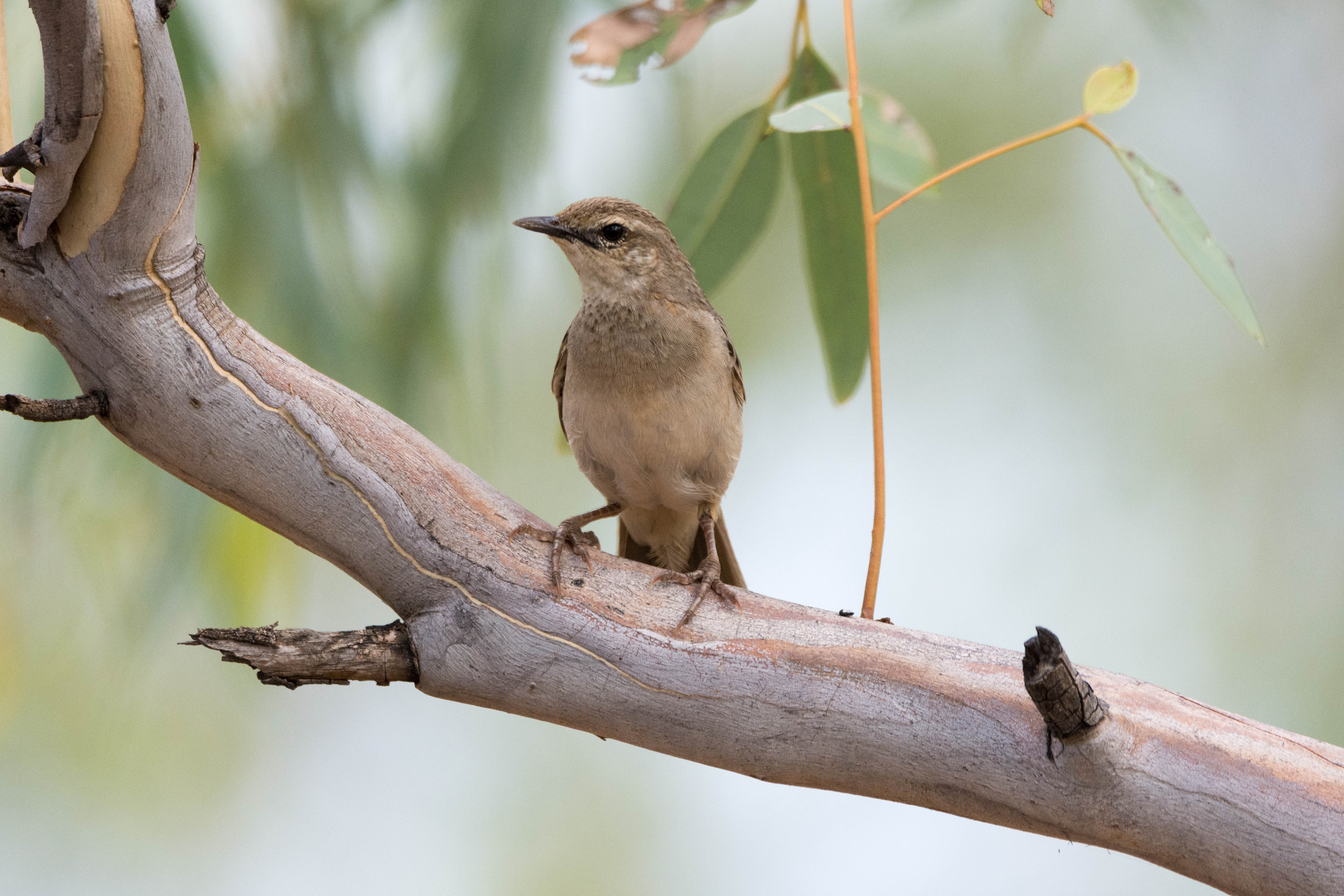 Rufous songlark