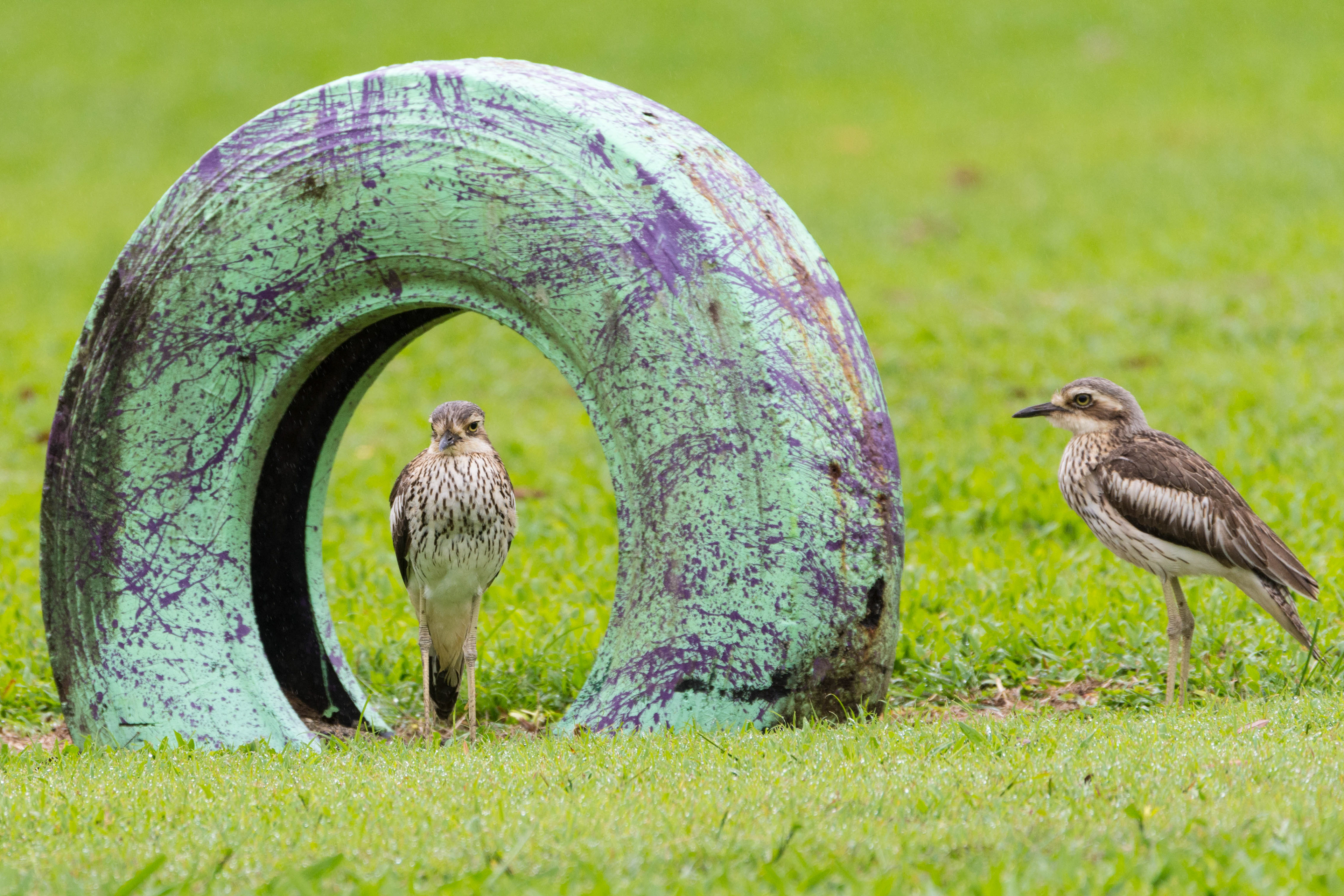 Stone-curlews (Bush stone-curlew)