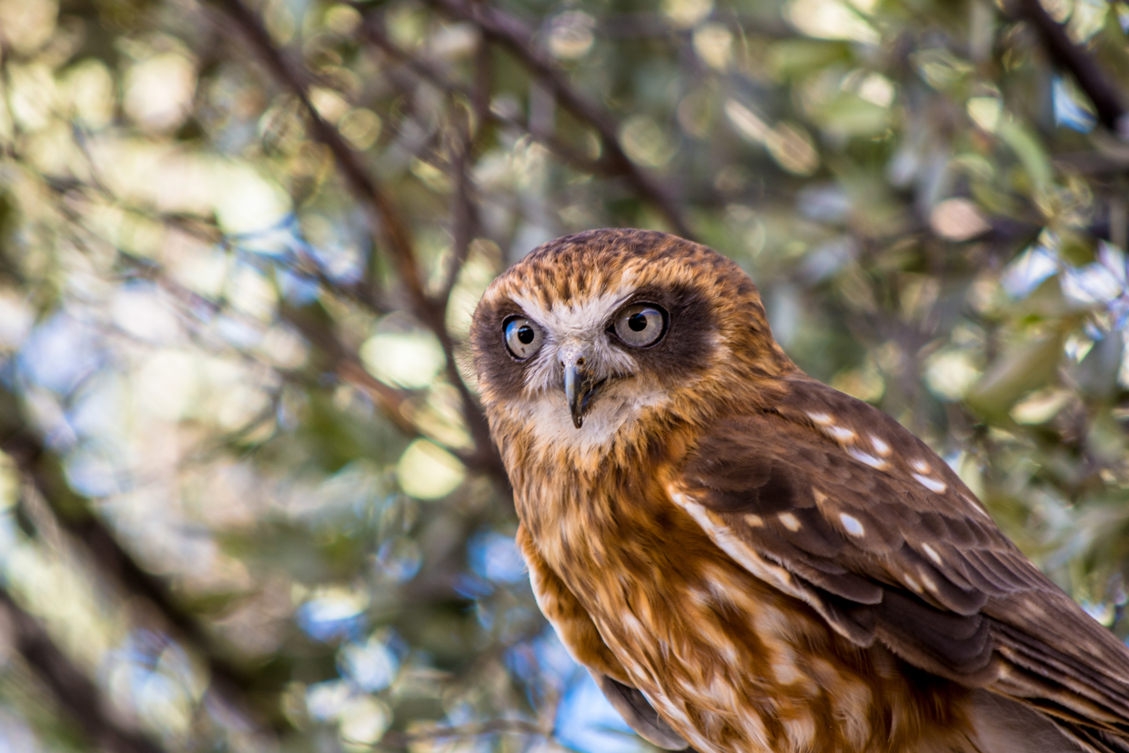 True owls (Southern boobook)