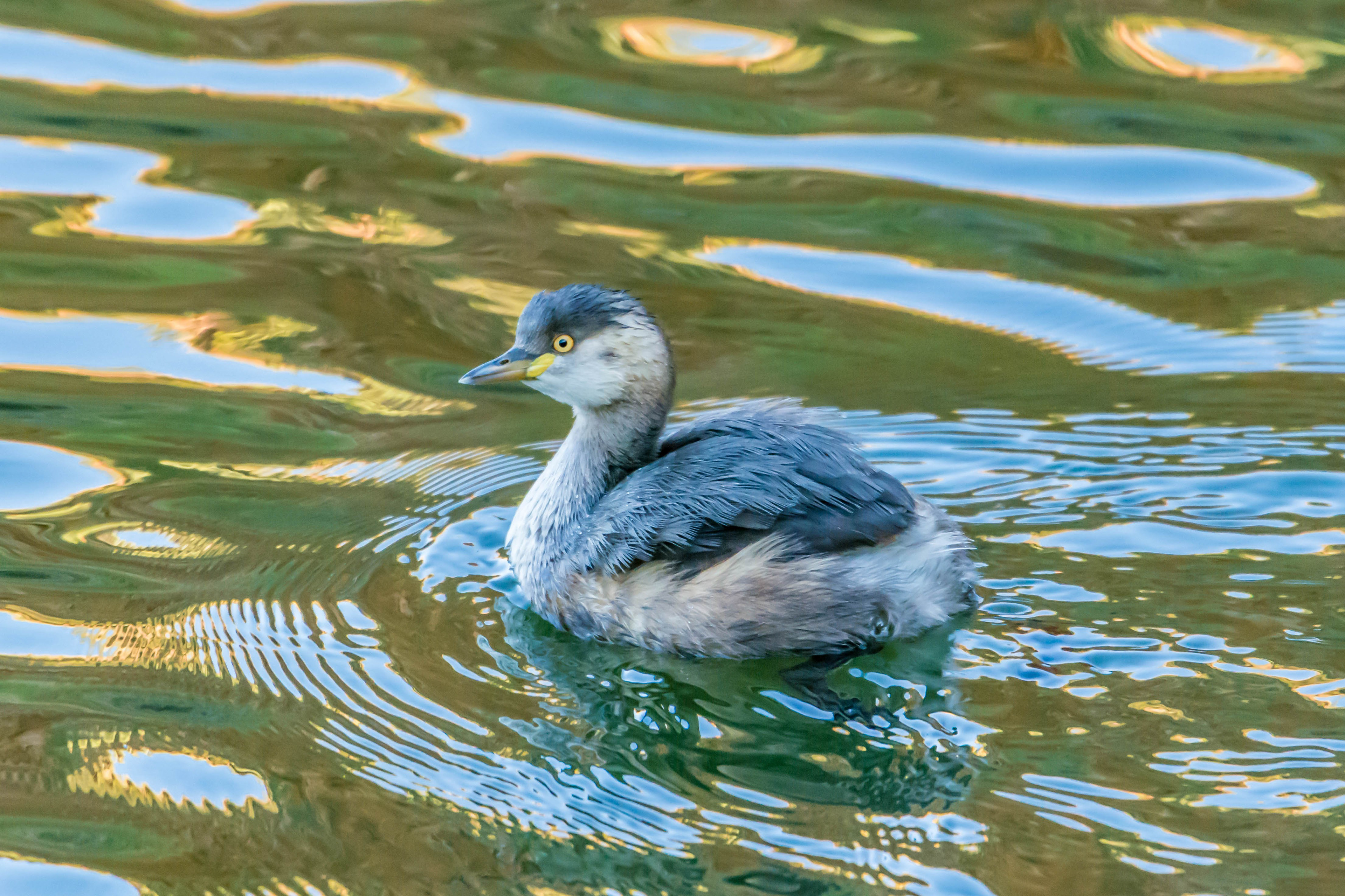 Australasian grebe