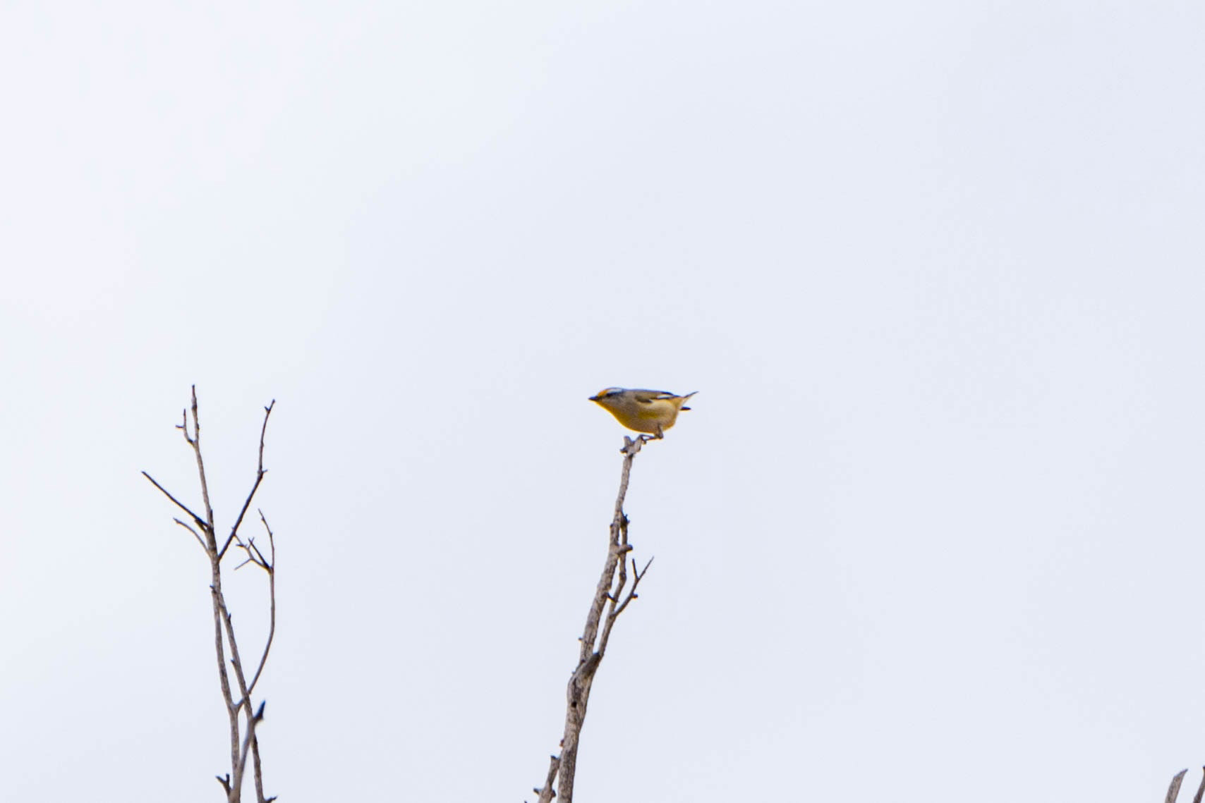 Striated pardalote