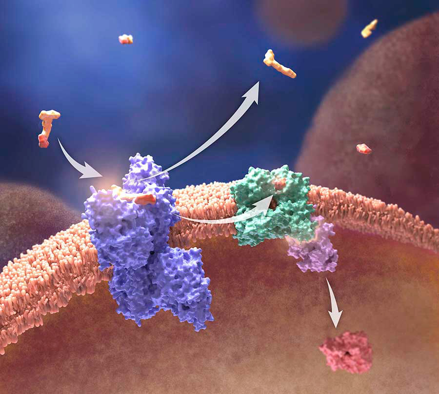 PSMA graphic abstract