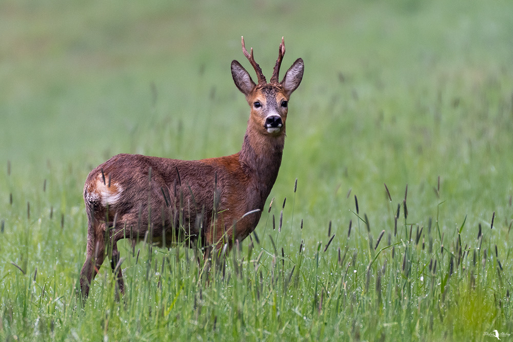 Maibock