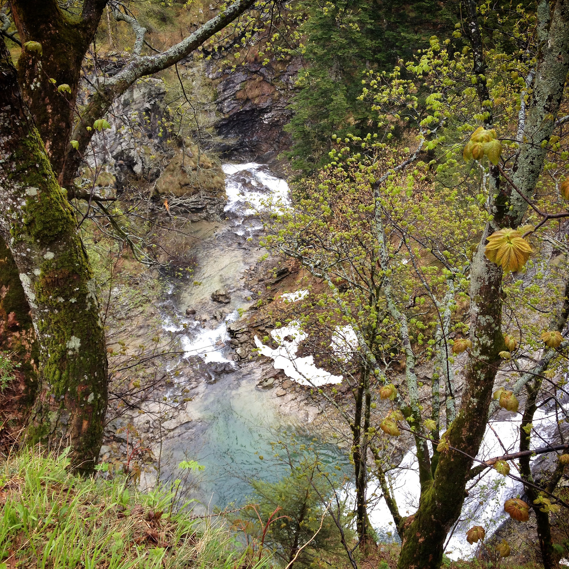 Trees and a waterfall between Borca and Val Quarazza (Macugnaga, Italy)