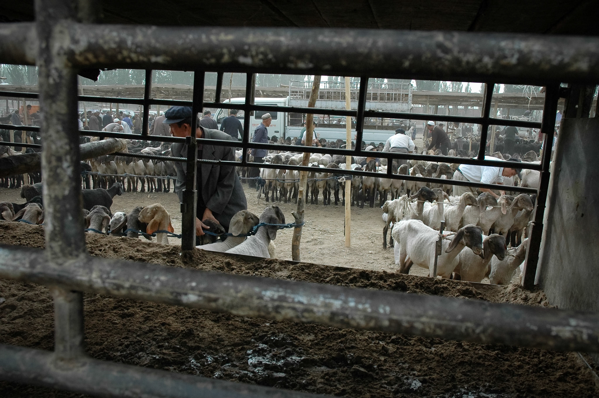 Sheeps area at Mal Bazaar (Kashgar, China)