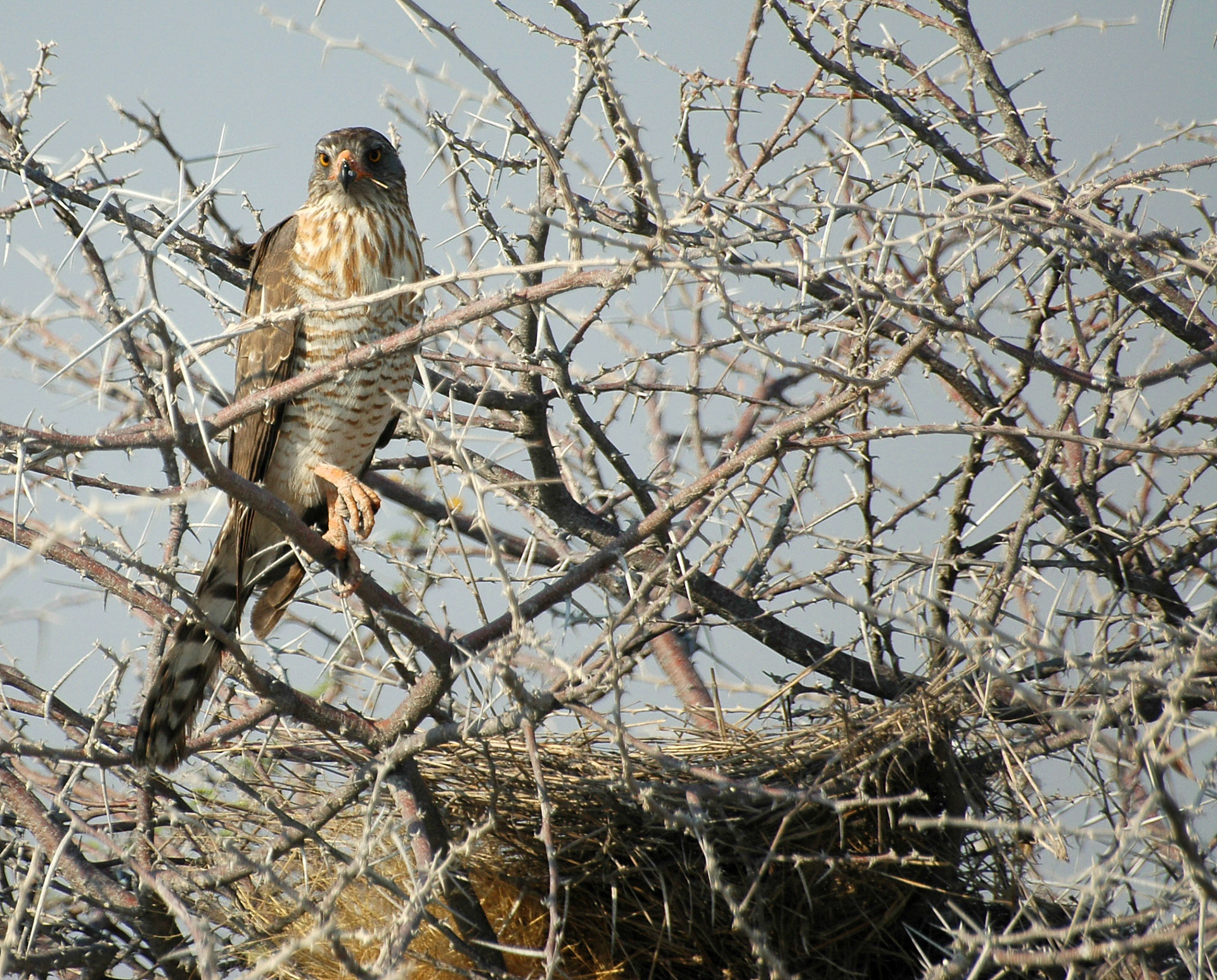 Etosha, and Namibia in general, is home to an immense number of birds. Here I had the privilege of shooting a Sparrowhawk near its nest.