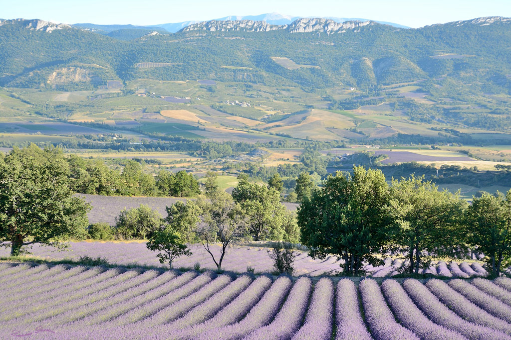 Ventoux lavandé