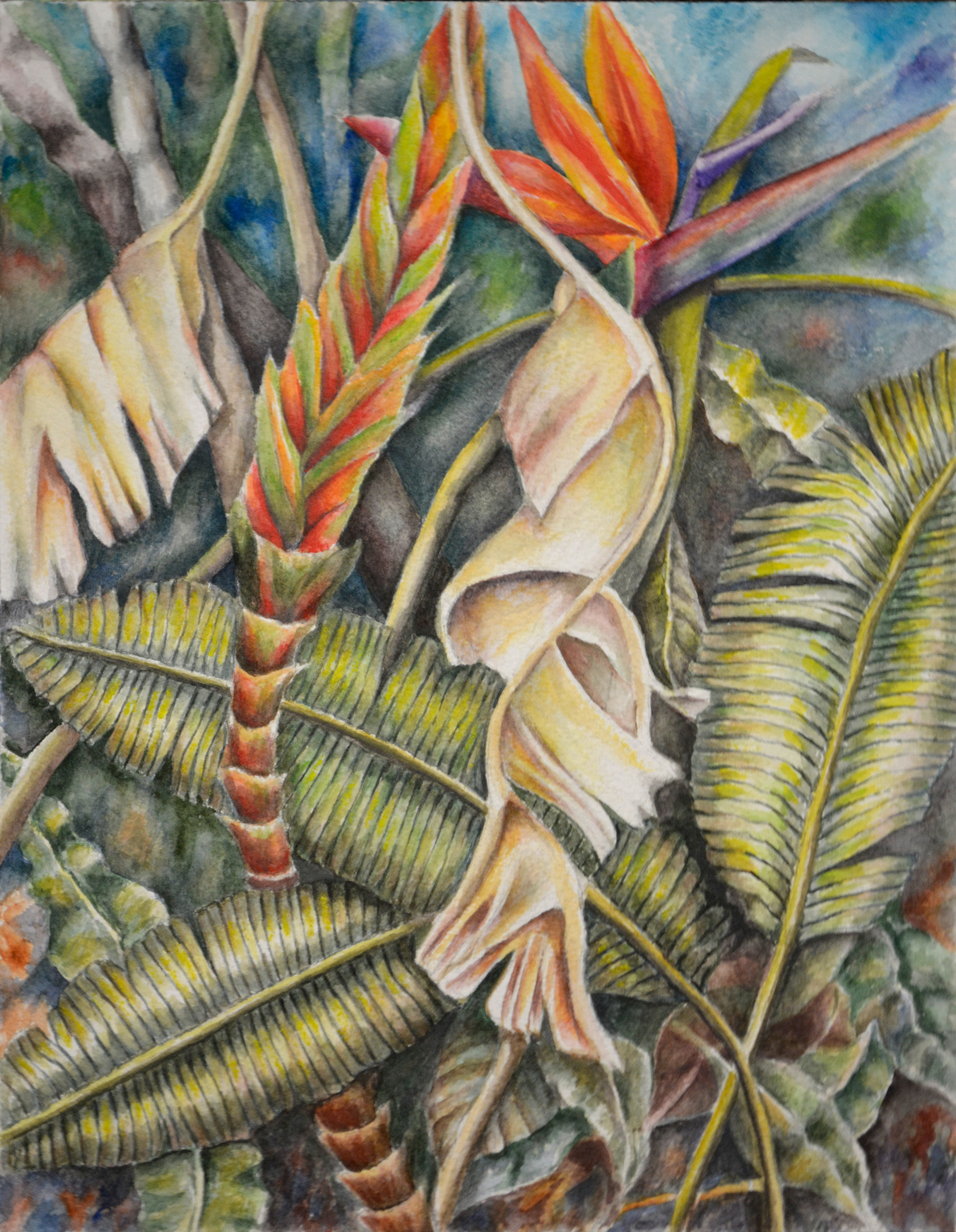 Bird of Paradise Stages