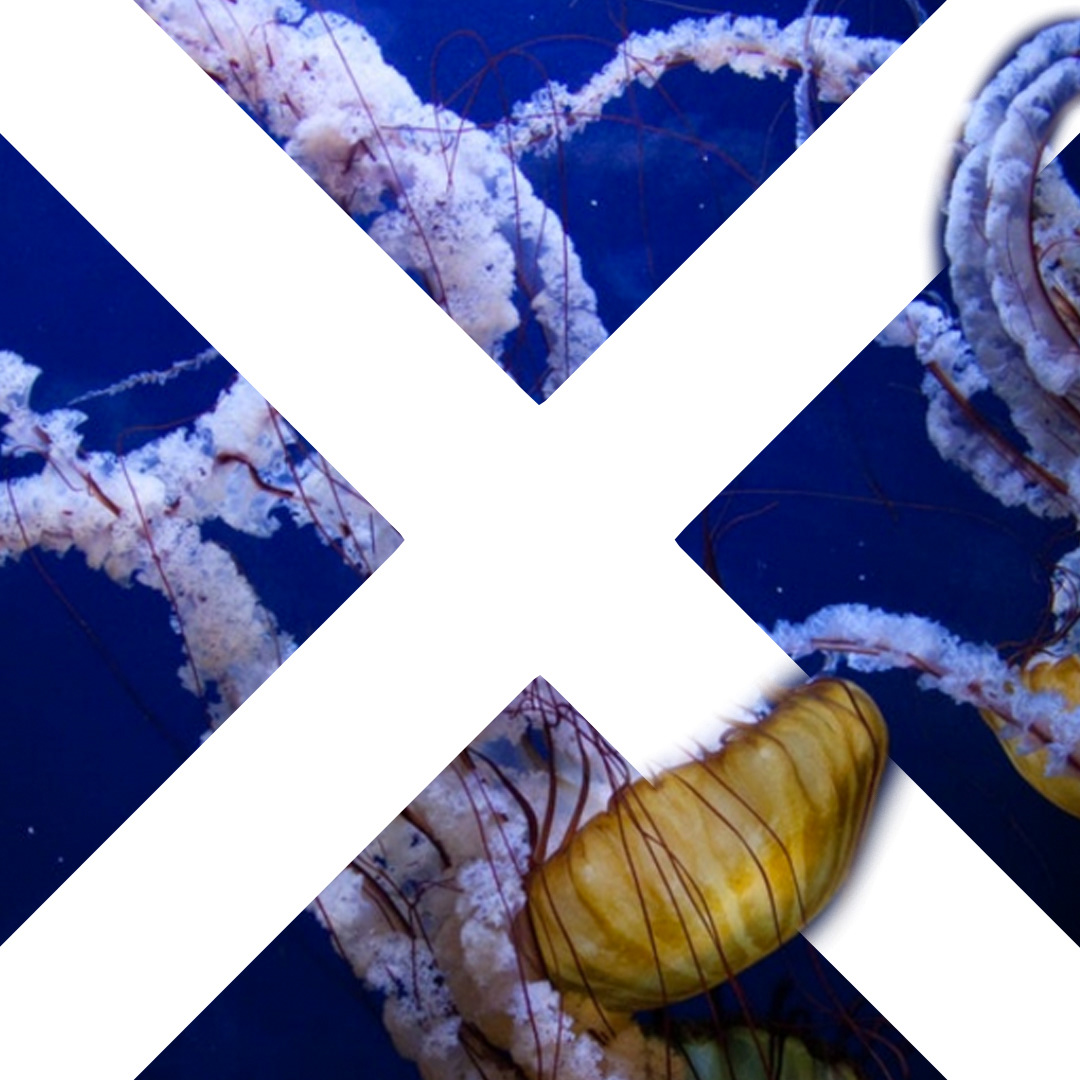 Blue Marine Foundation