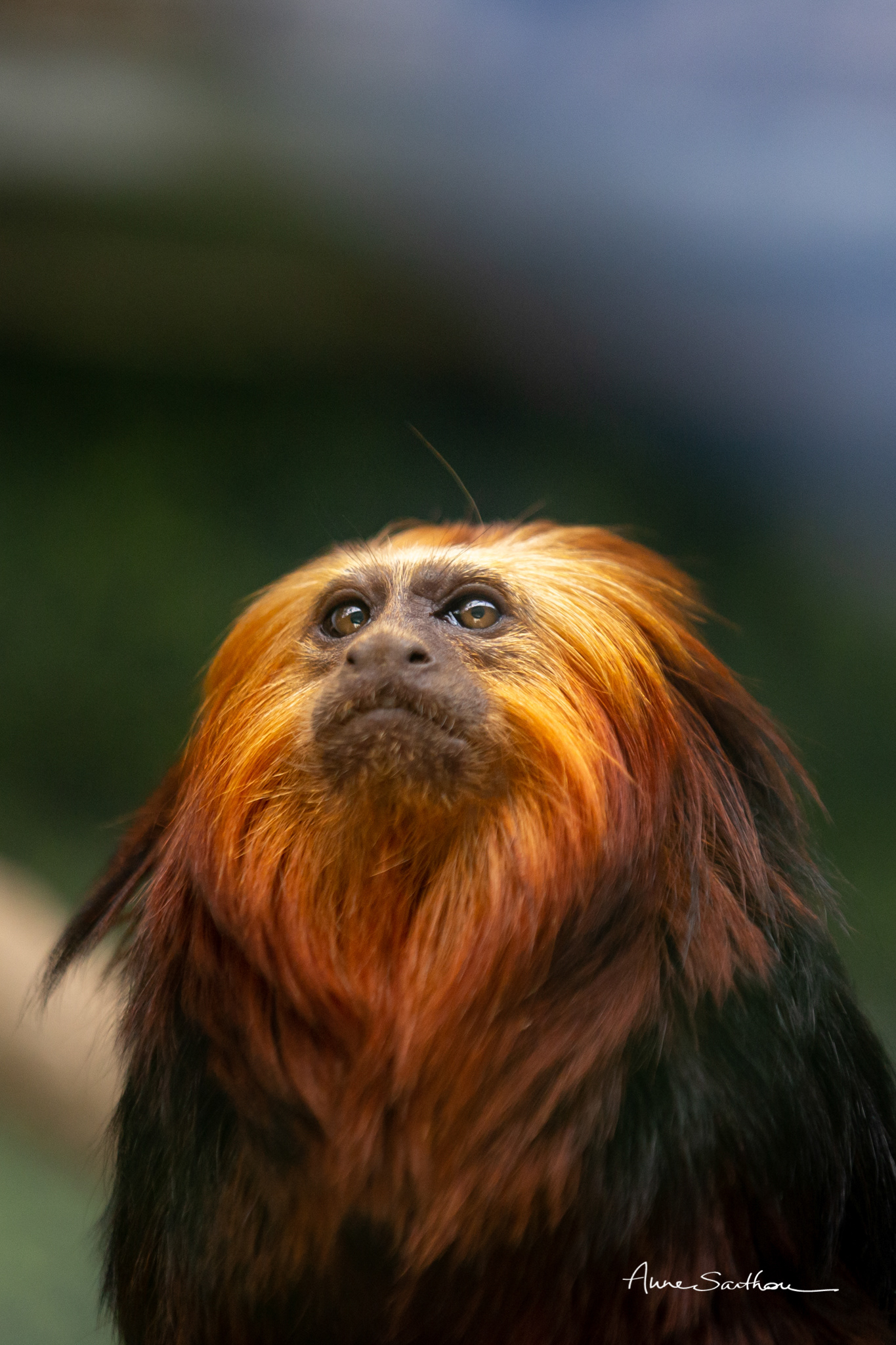 Tamarin tête de lion (Ed. limitée)